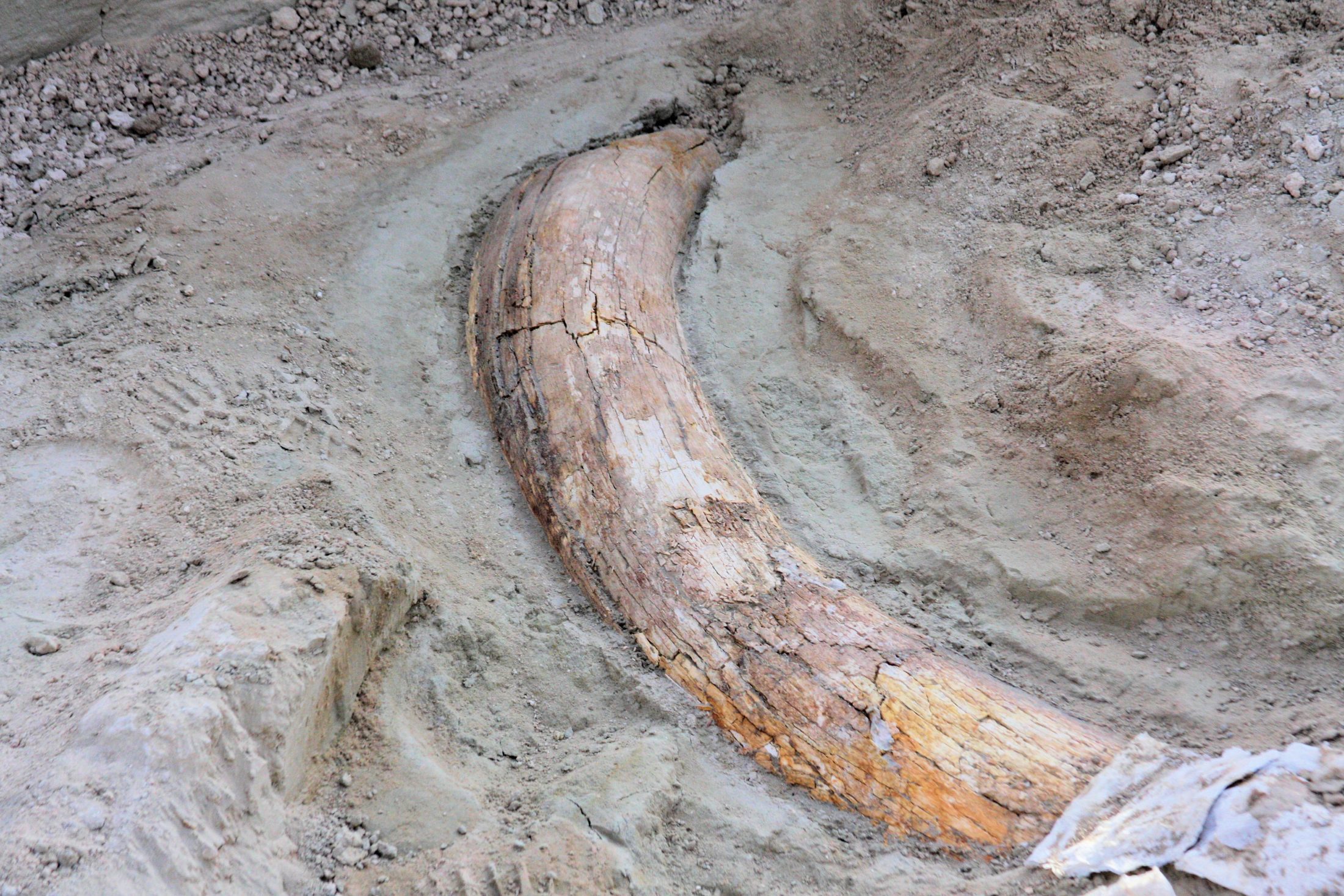 NPCA mammoth tusk