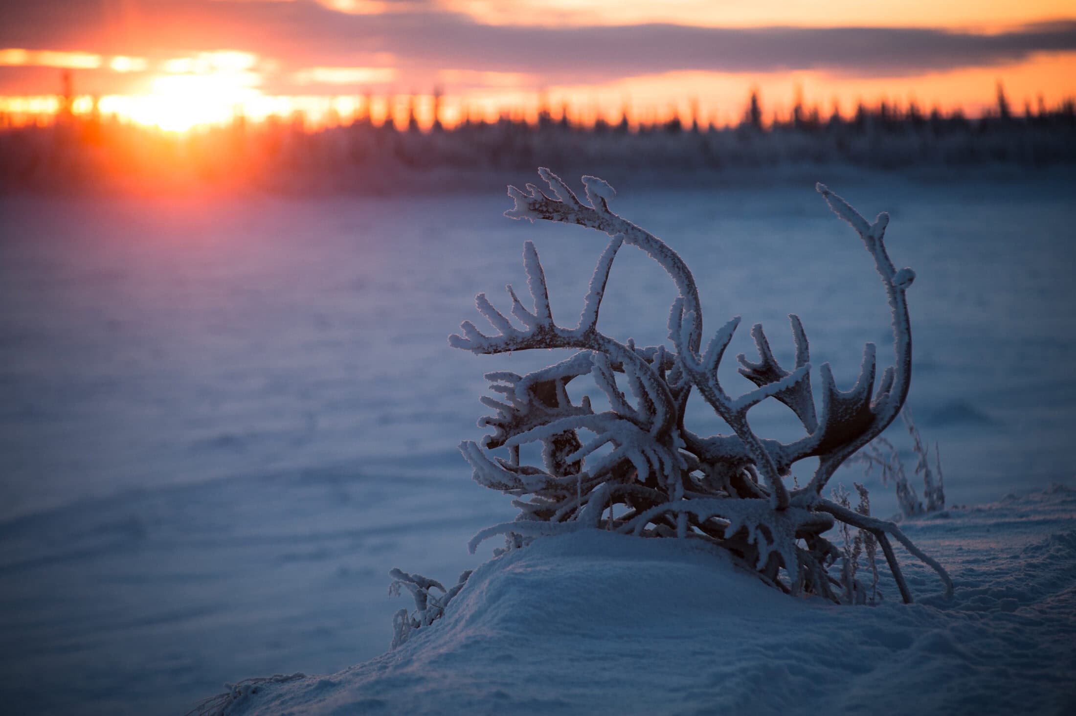 Old Crow, Yukon