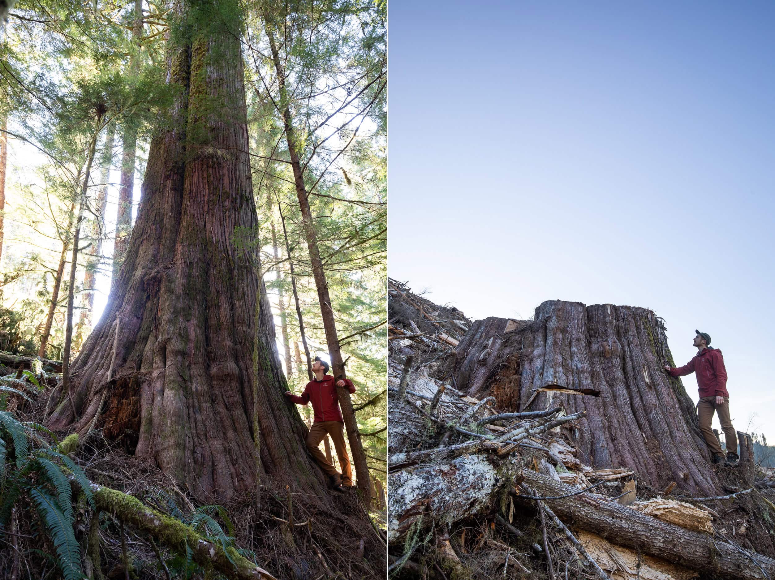 Caycuse-Before-After-Logging-2500px