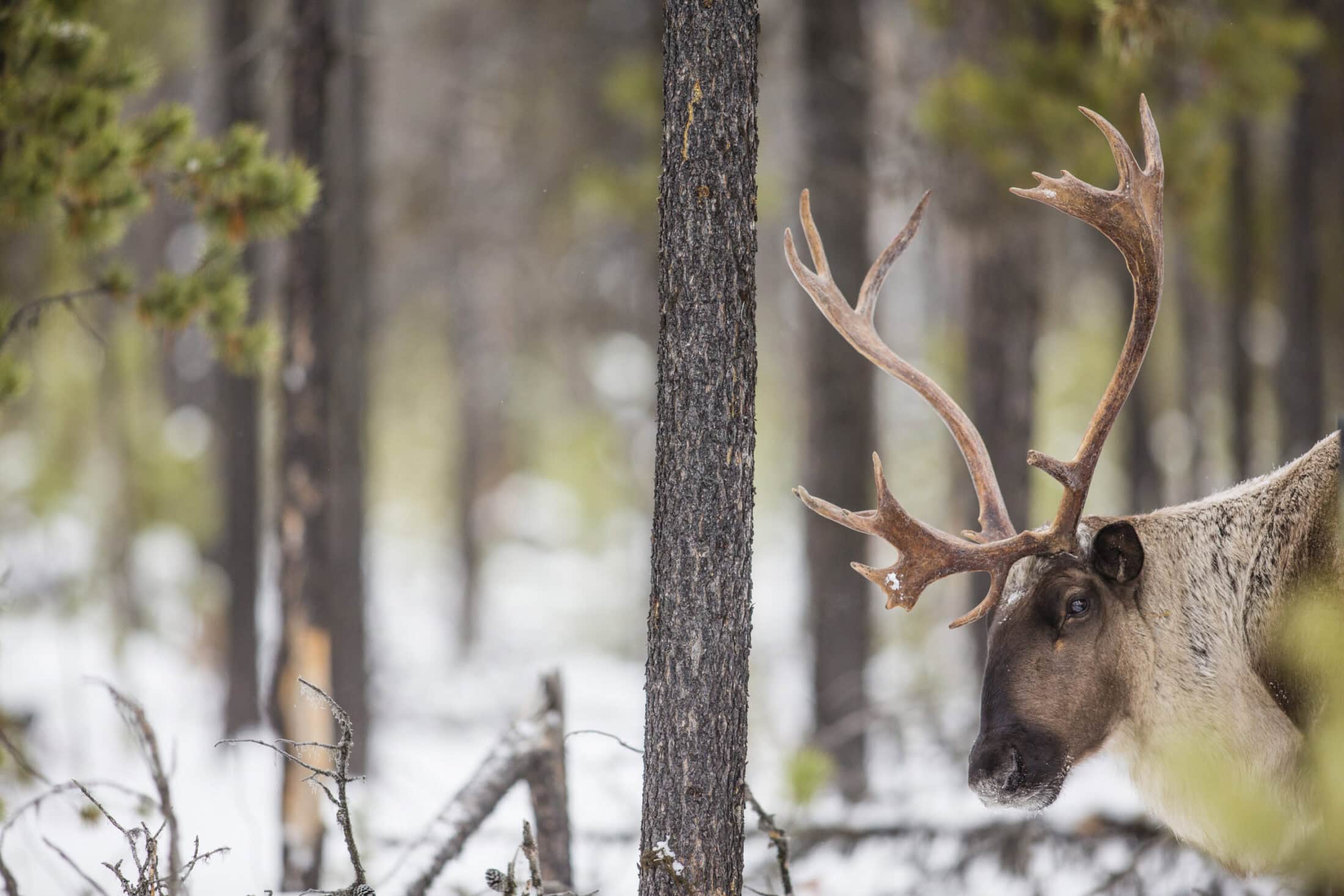 Mountain caribou in late fall habitat. Hart Ranges, BC.