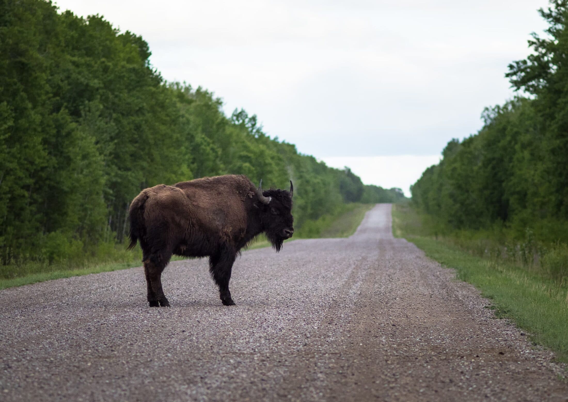 Wood-Buffalo-National-Park-Louis-Brockner