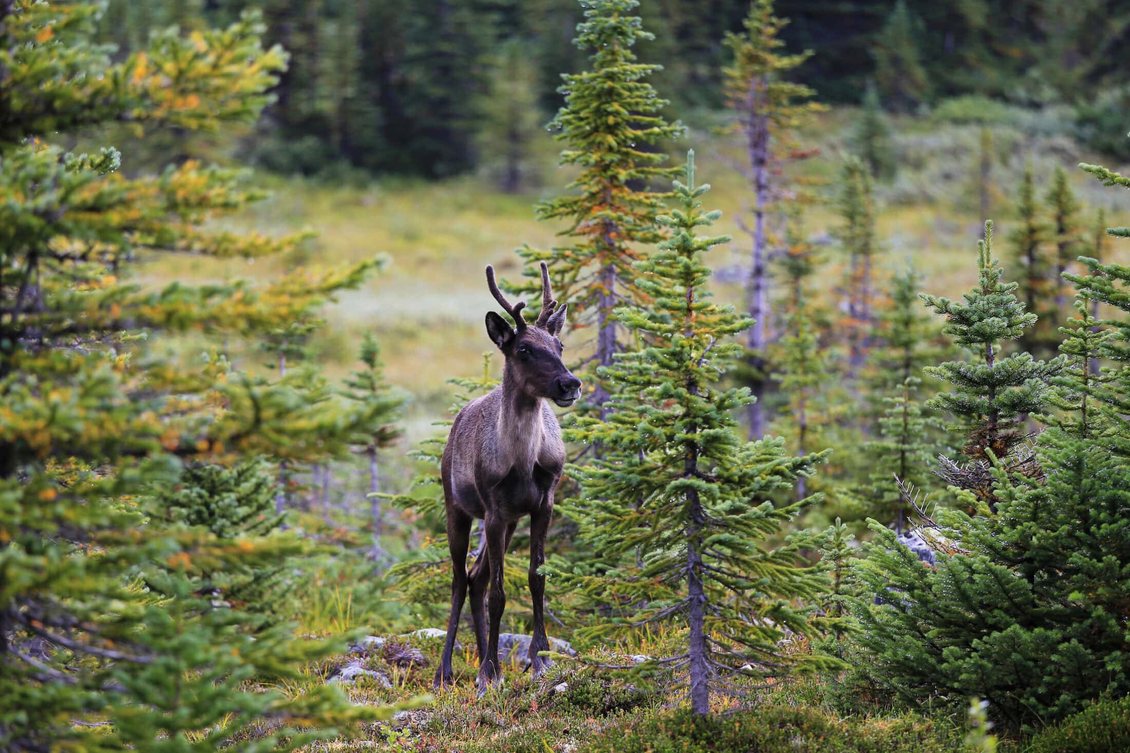 caribou-forest-jasper-national-park