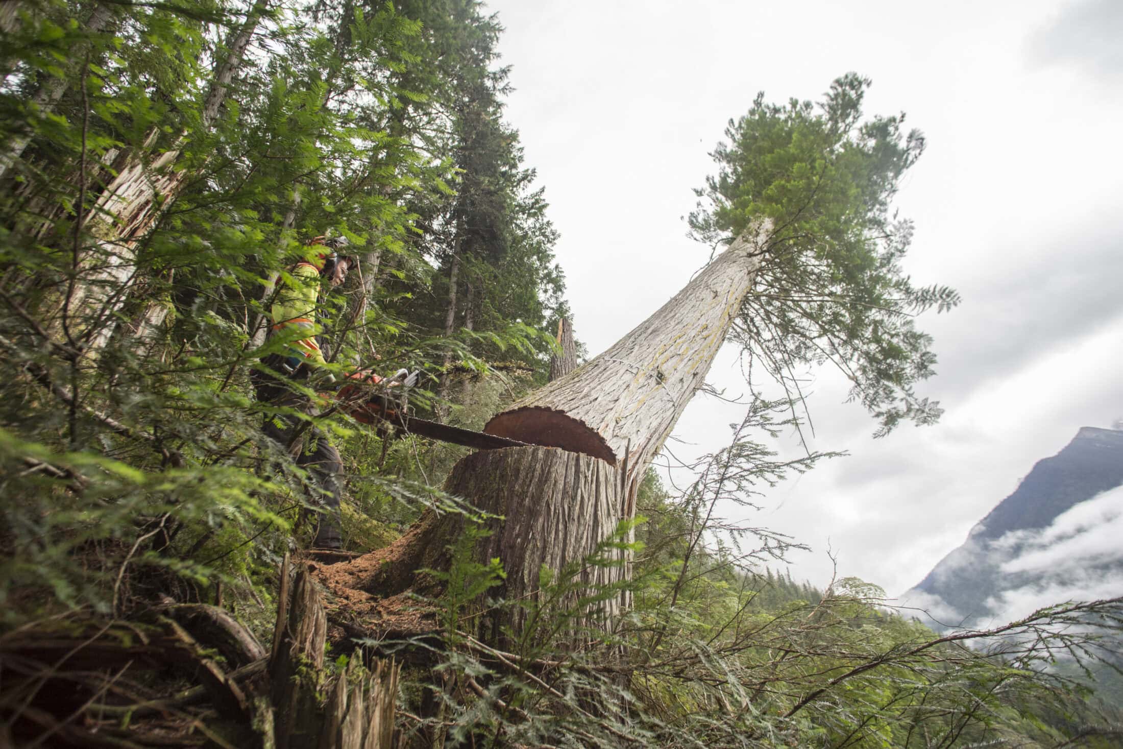 David Walker felling old growth trees in the Northern Selkirk Mountains.