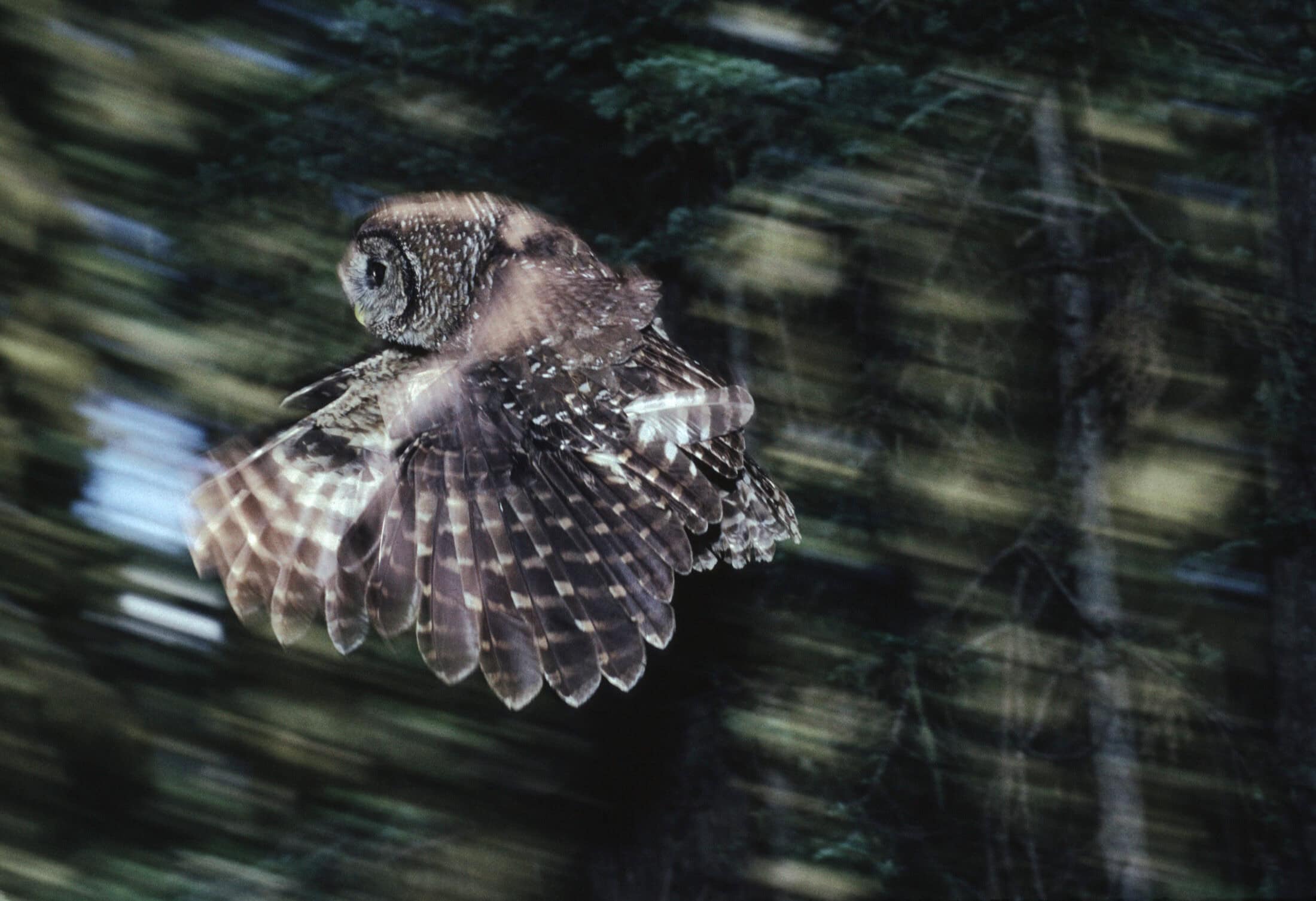 A Northern Spotted Owl flying in the Olympic National Forest in Washington.