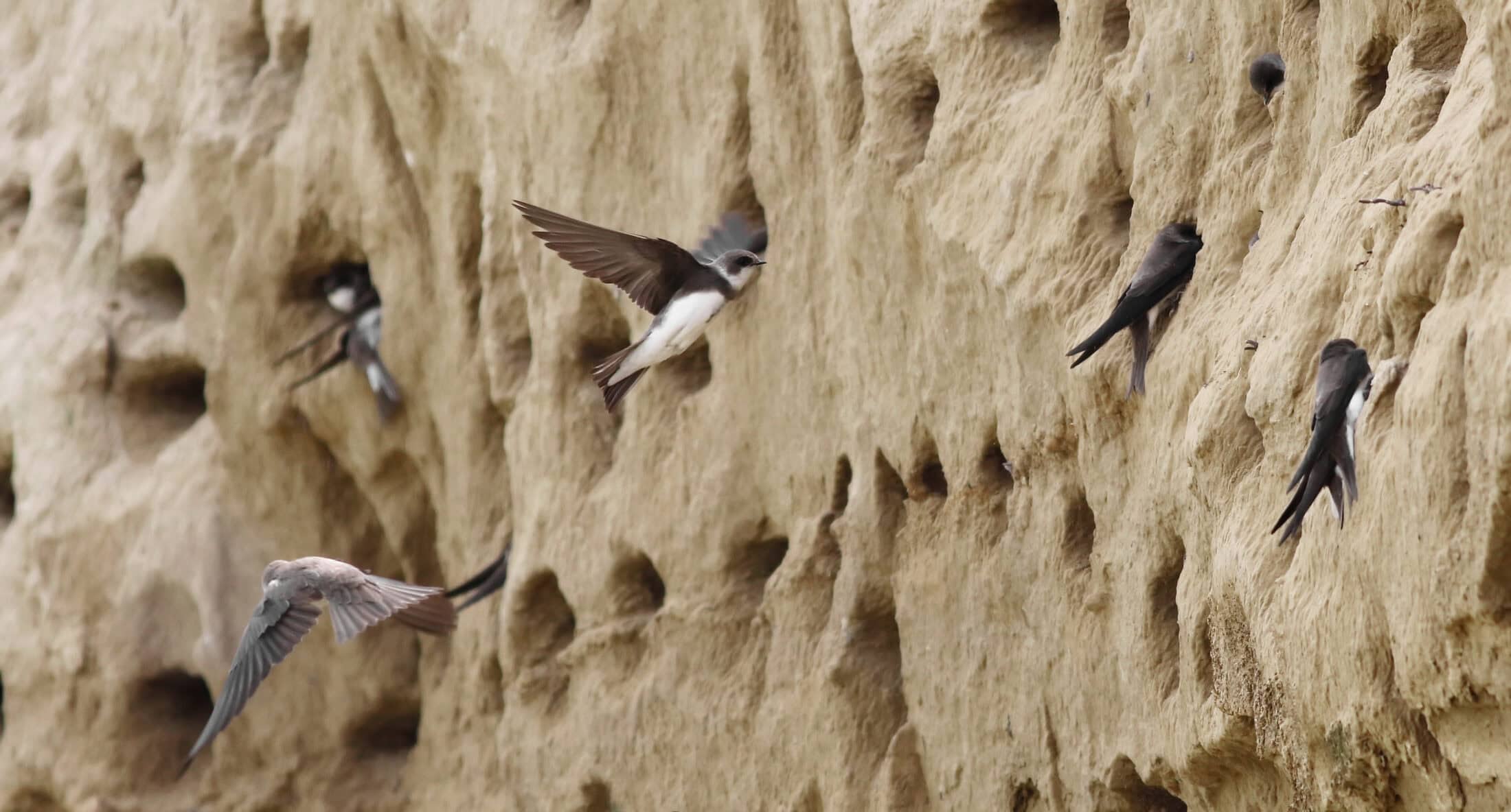 Colony,Of,Swallows,,Sand,Martin,Breeding,,Riparia,Riparia