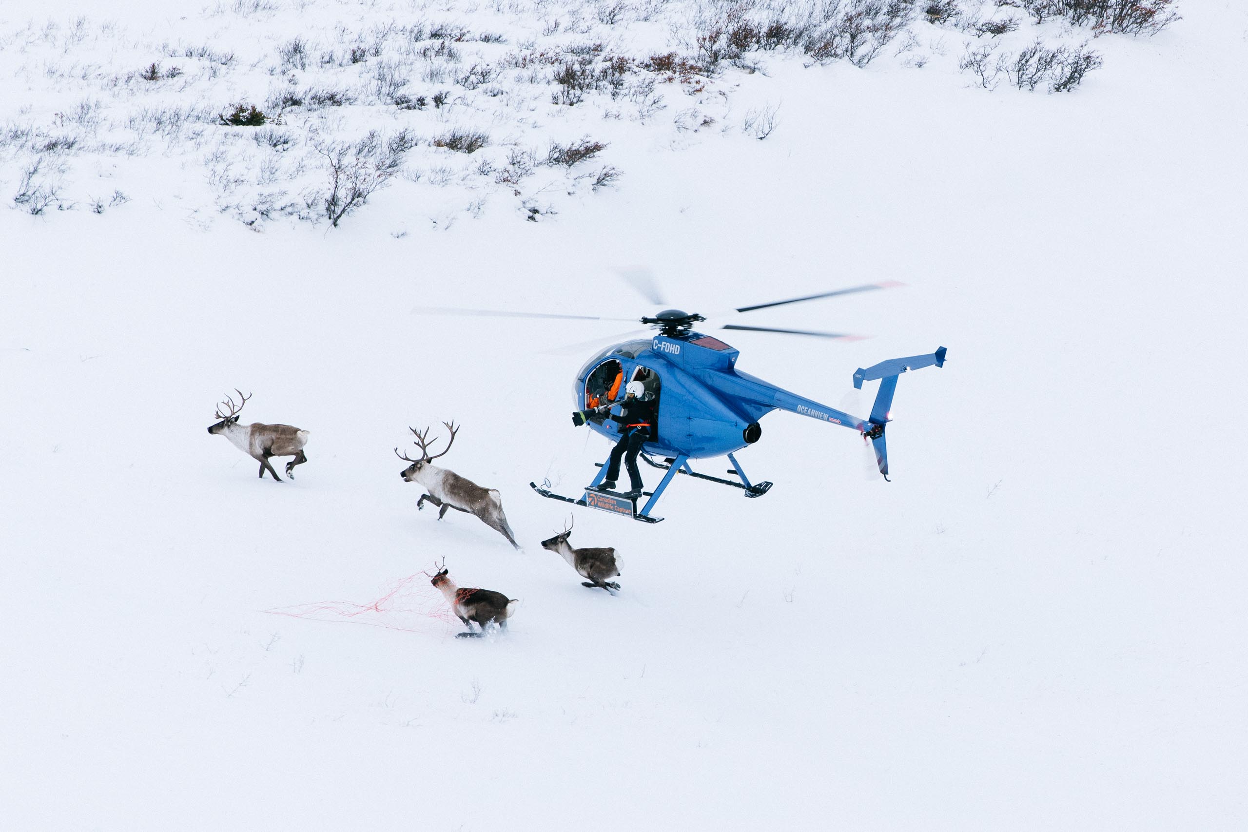 Backcountry Rodeo Tseneglode caribou Tahltan 1D203301 (1)