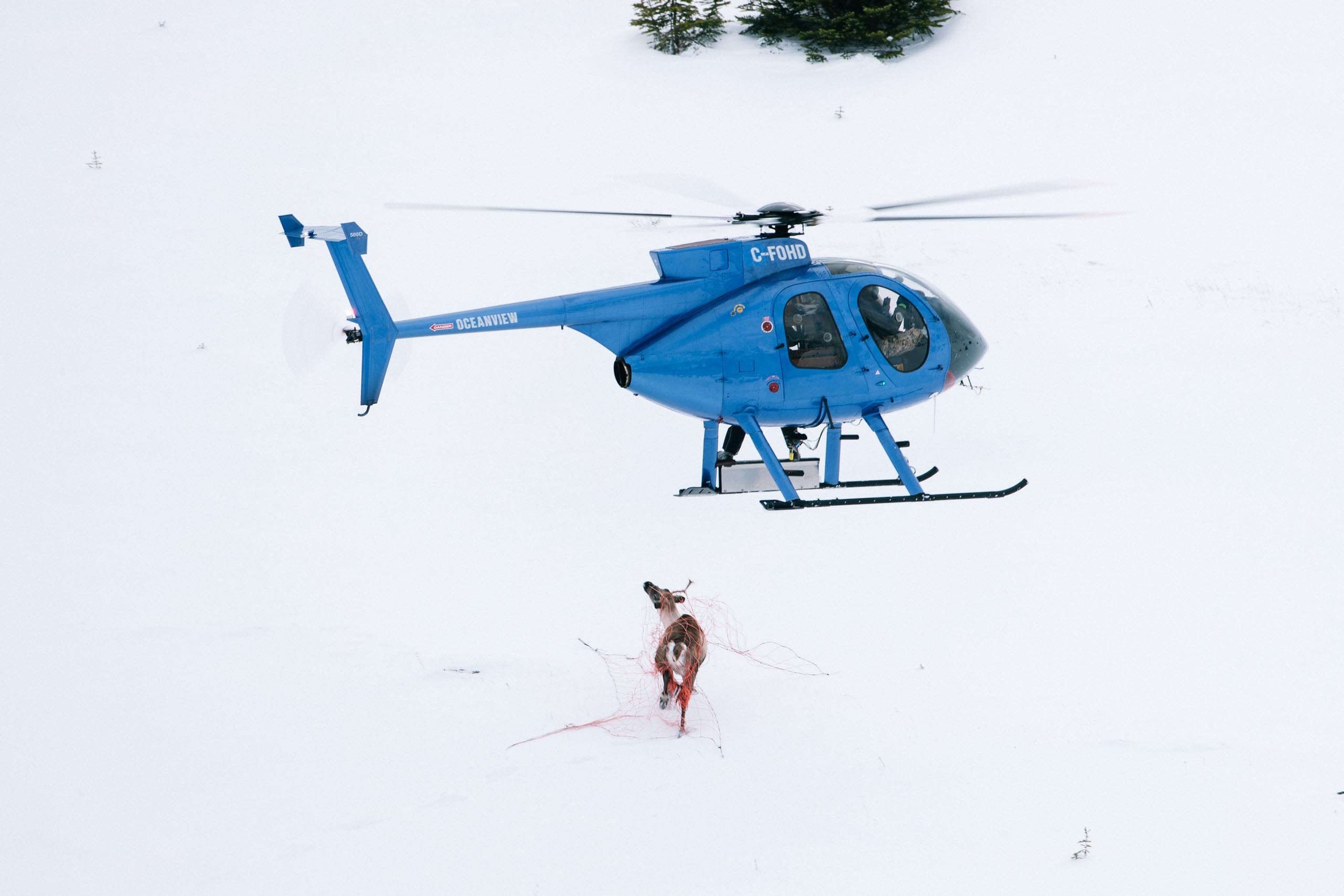 Backcountry-Rodeo-Tseneglode-caribou-Tahltan-1D203960-1