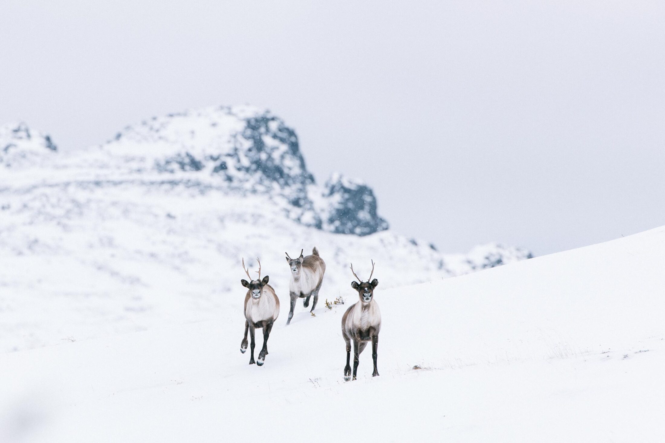 Backcountry Rodeo Tseneglode caribou Tahltan 1D204156