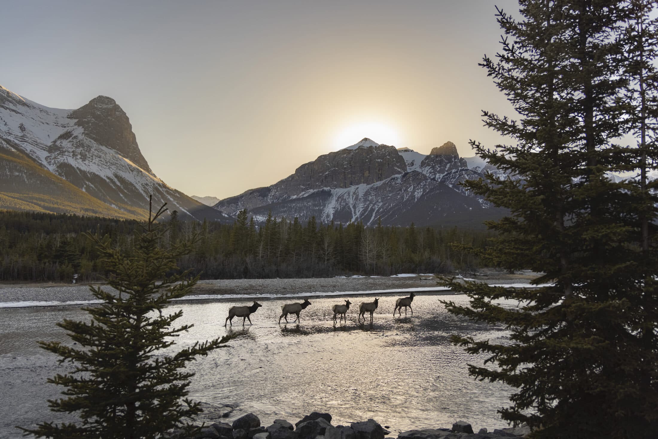 Canmore-Alberta-elk-Leah-Hennel-The-Narwhal