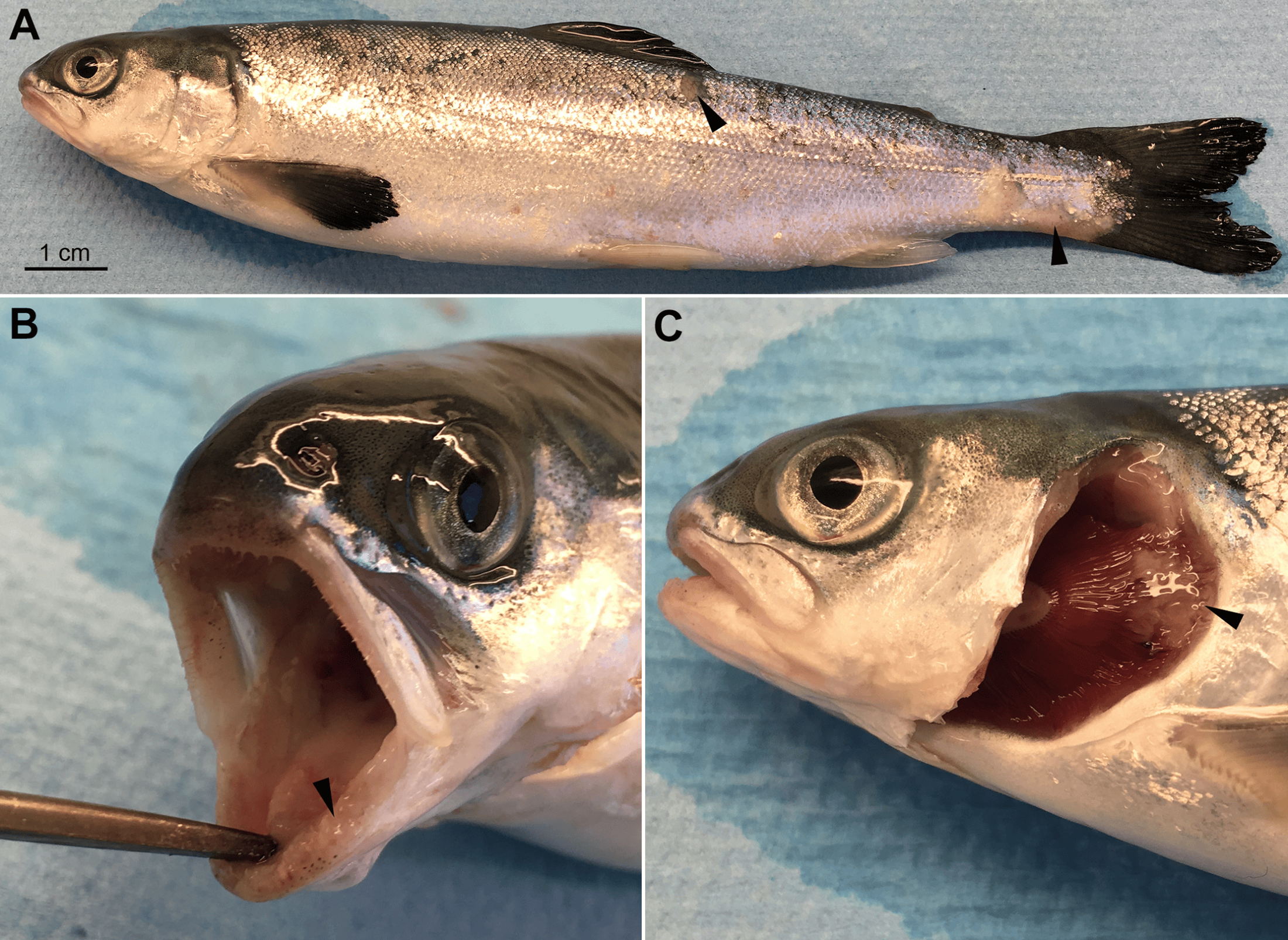 Atlantic salmon smolt infected T. Maritimum