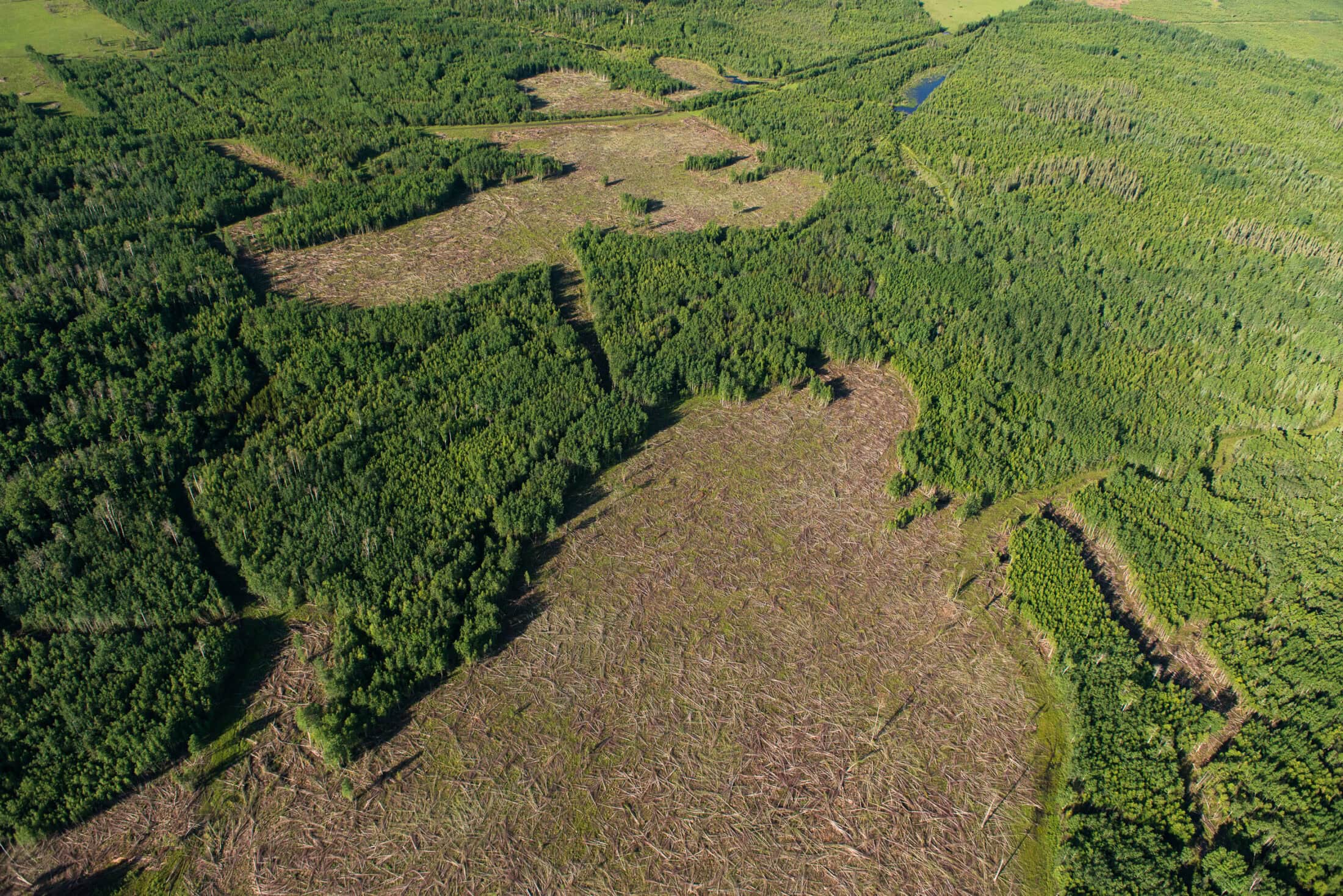 Logging and oil abnd gas exploration. Blueberry First Nation territory.