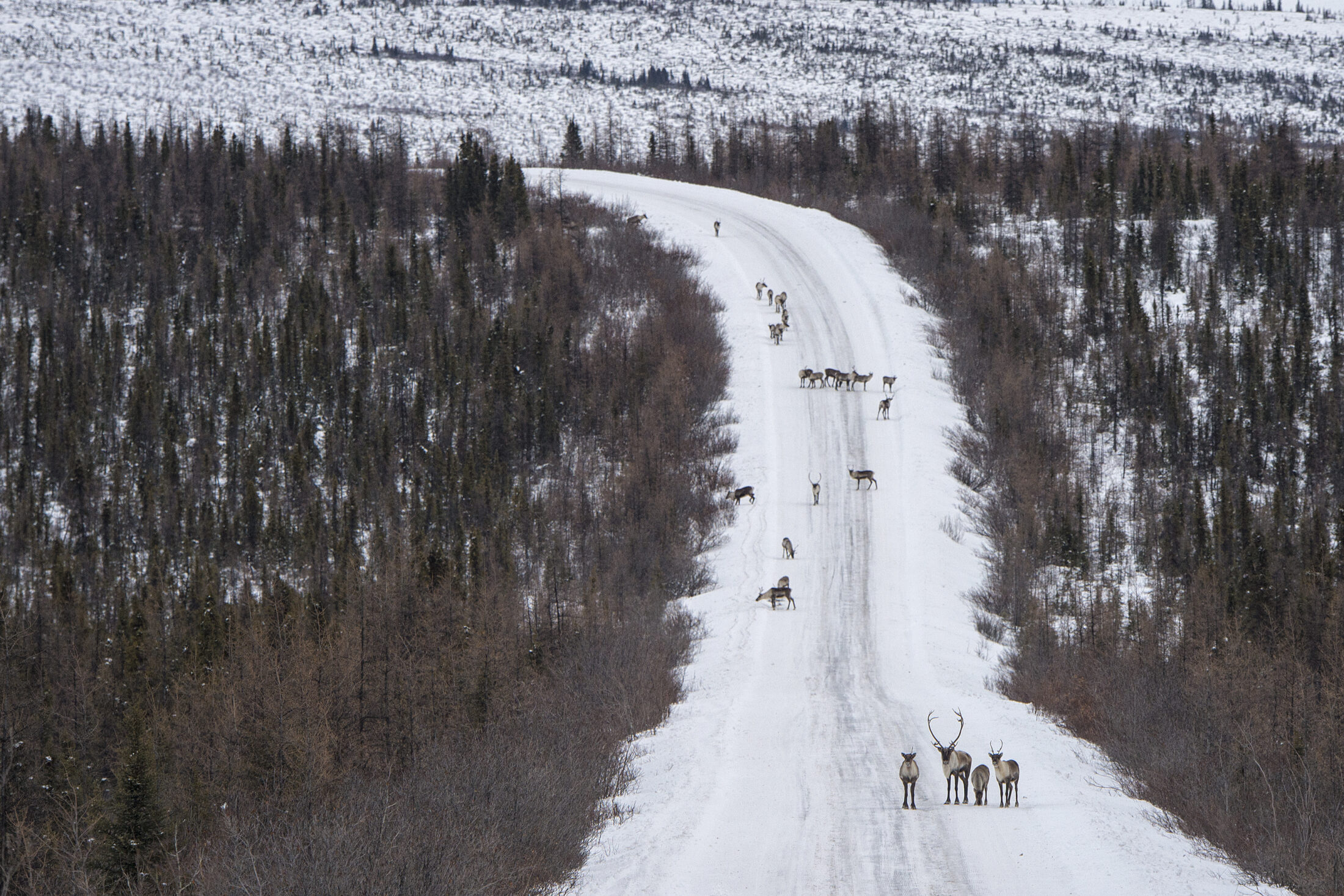 Caribou Dempster Highway Eagle Plains Peter Mather