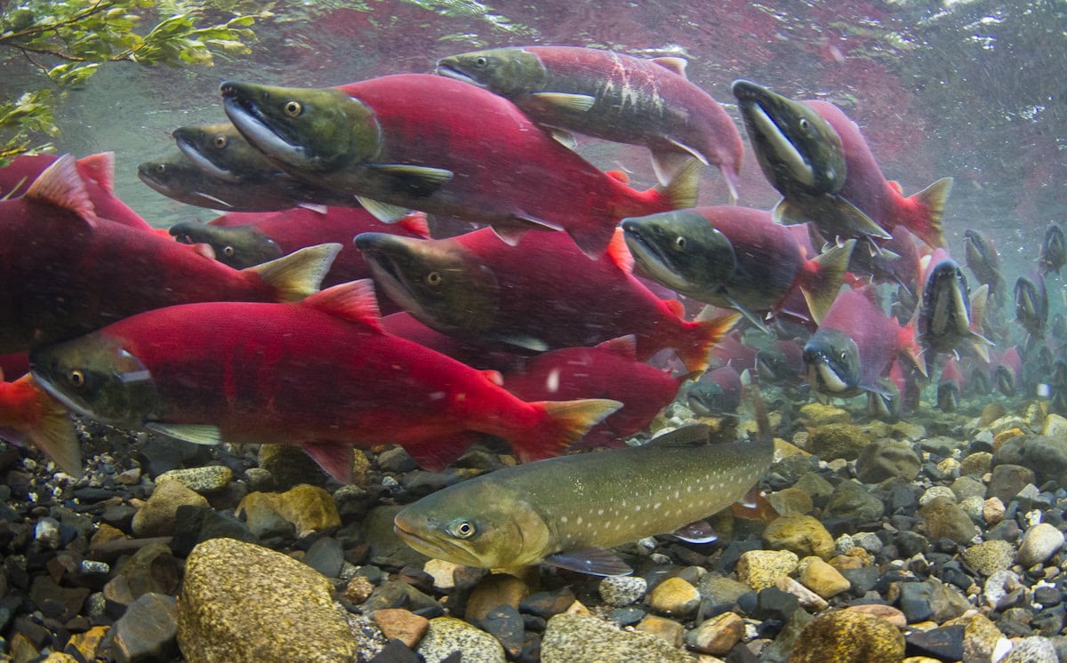 Sockeye-salmon-2