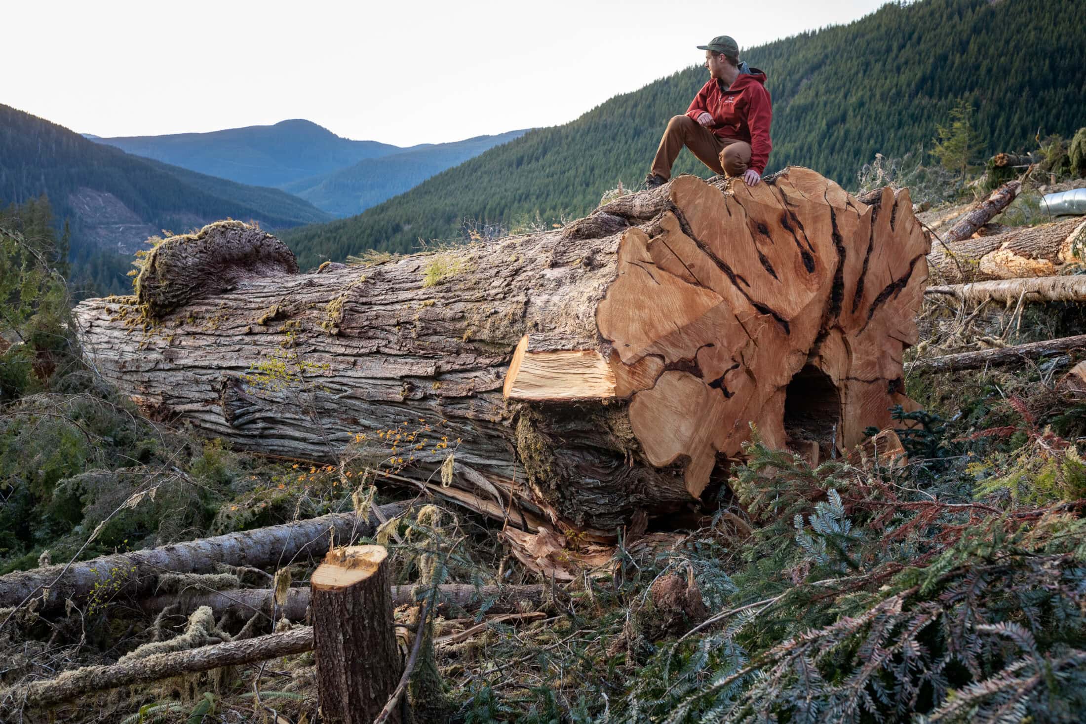 Caycuse-Watershed-800-Year-Old-Cedar-Log