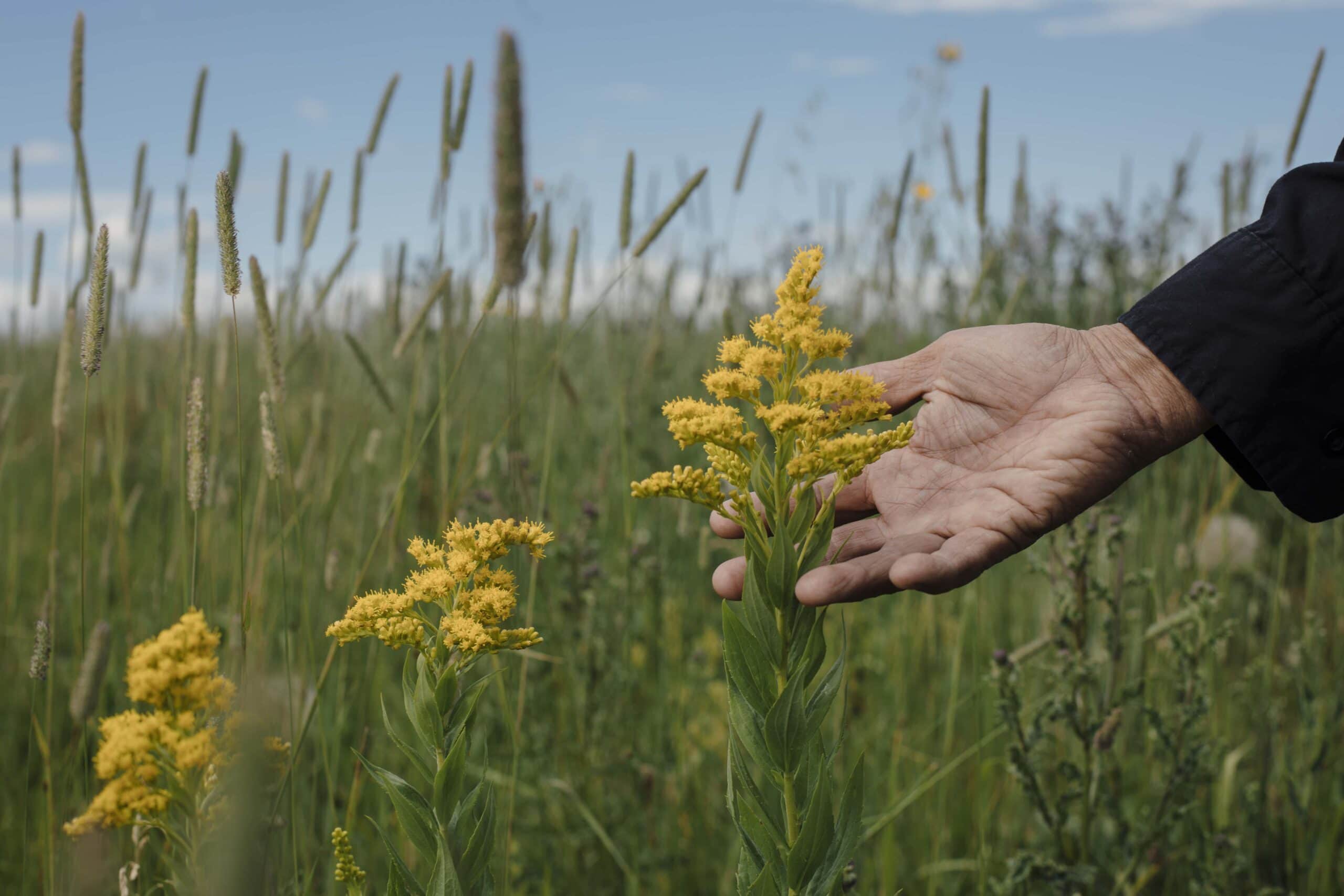 Grasslands103