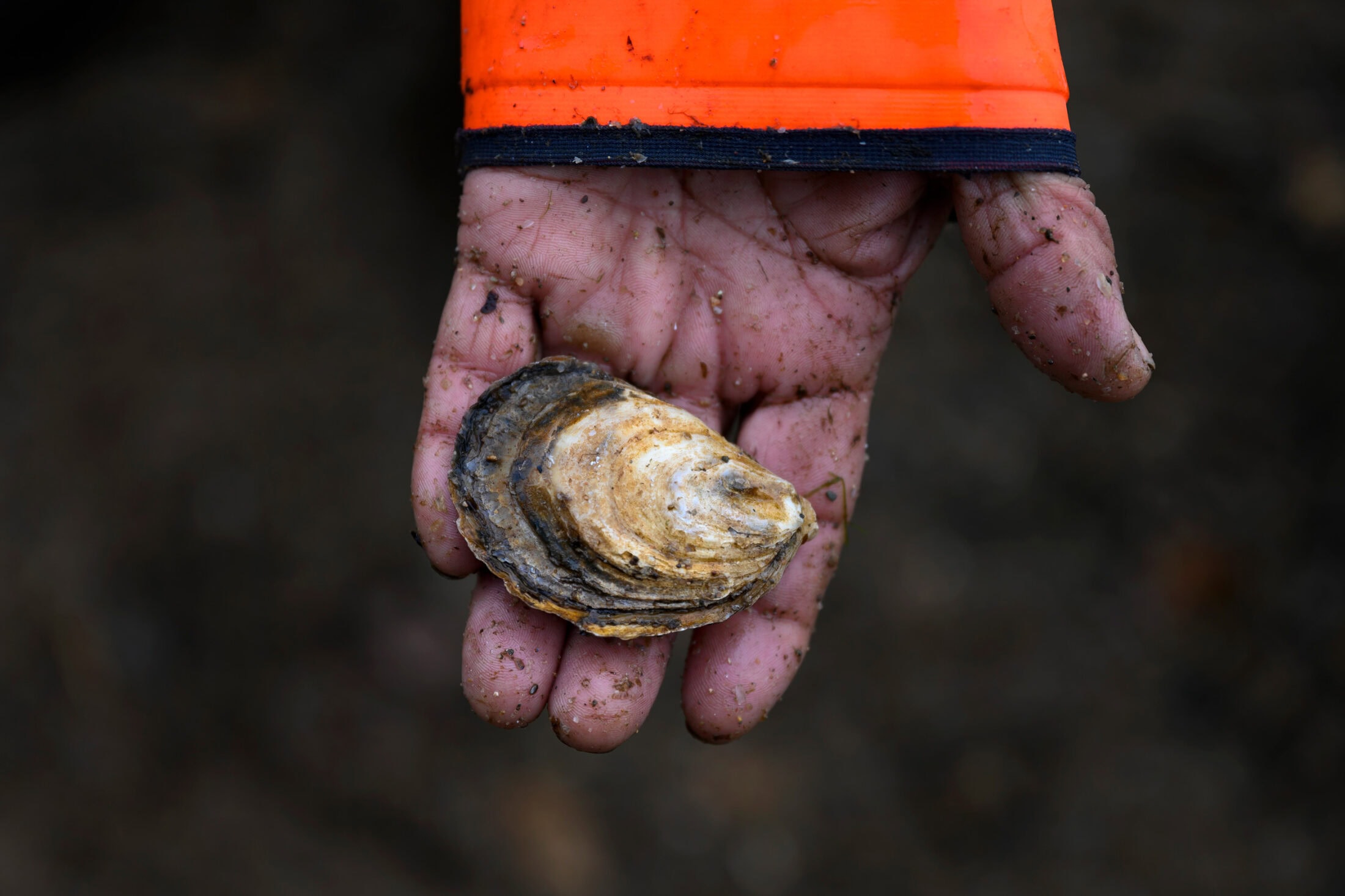 header-bras-dor-oysters