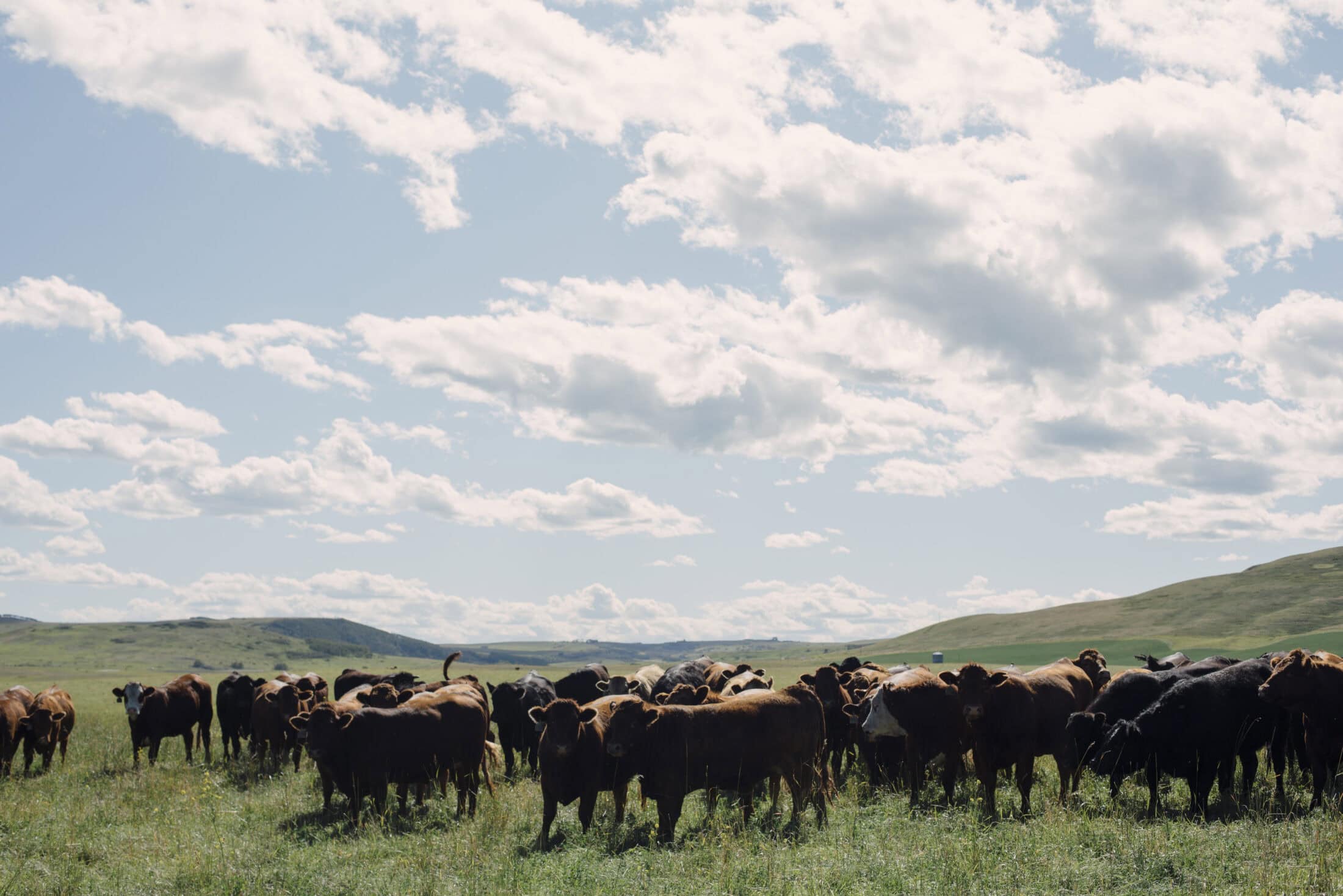 Bob Lowe cattle farm nature-based climate solutions Amber Bracken The Narwhal