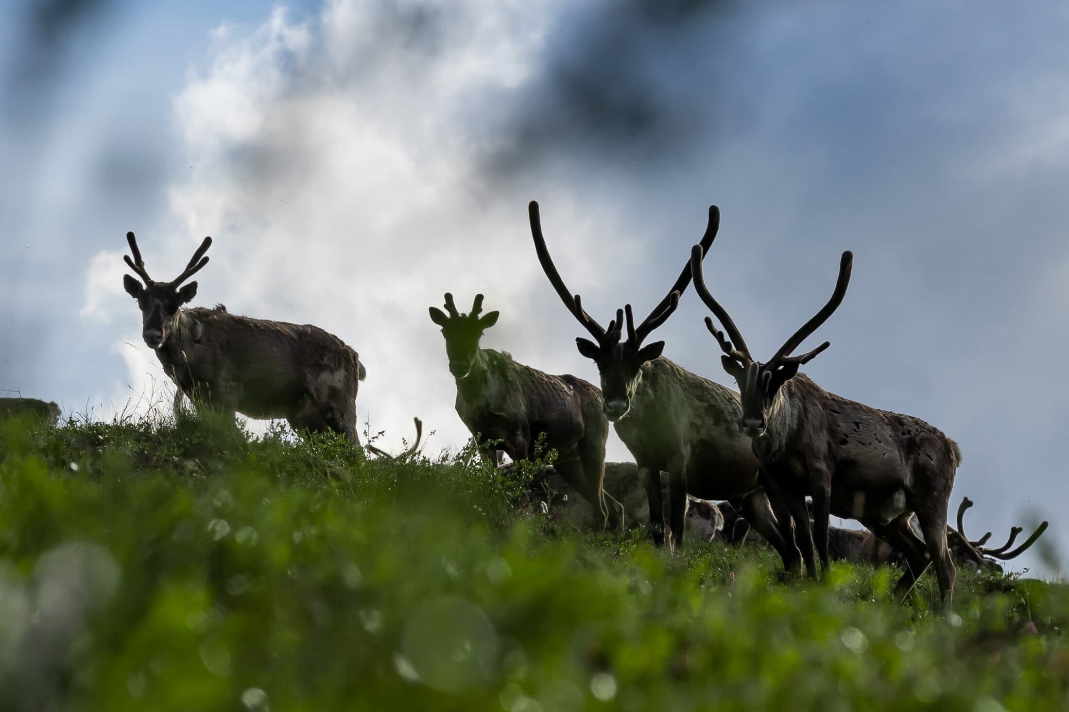 Fortymile-Caribou-Herd