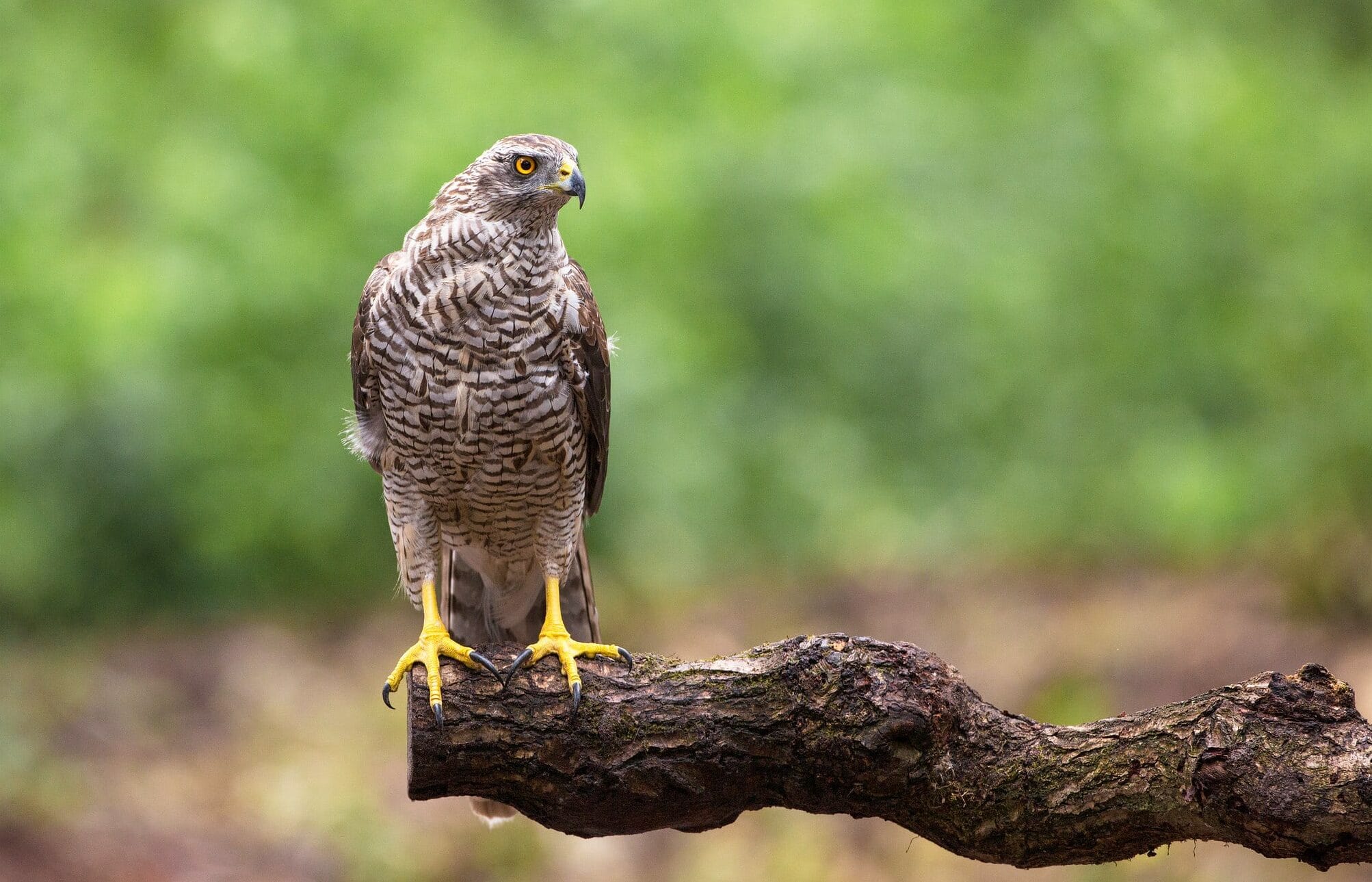 Goshawk