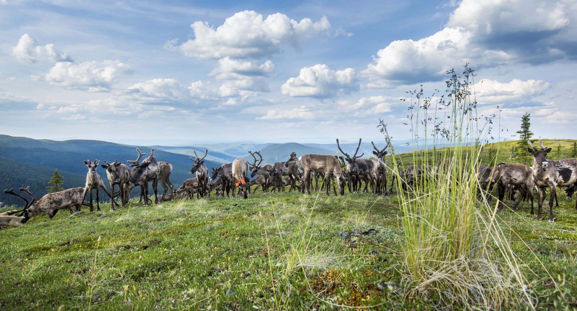 Yukon Fortymile caribou-Malkolm Boothroyd