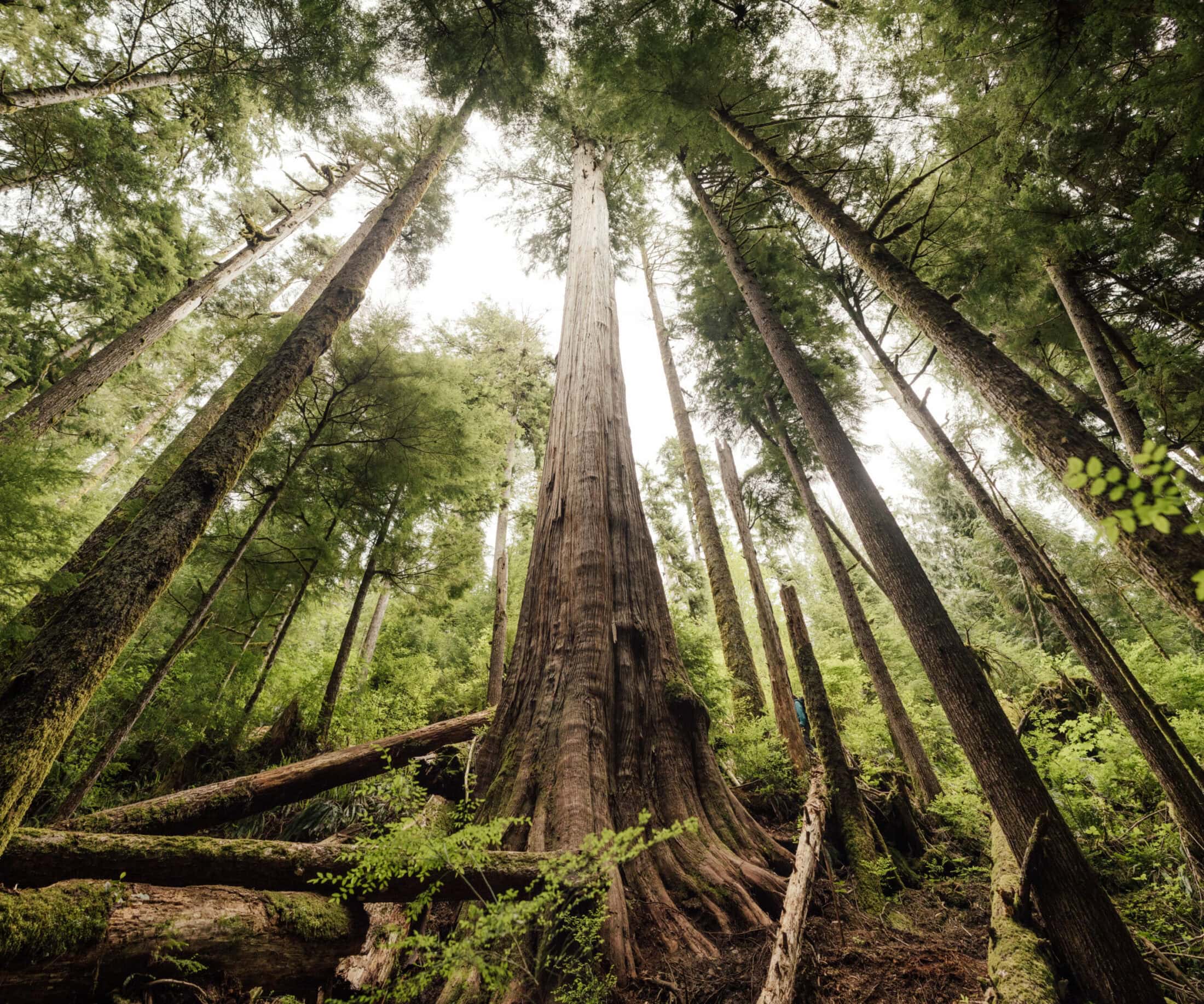 Old-growth Fairy Creek The Narwhal