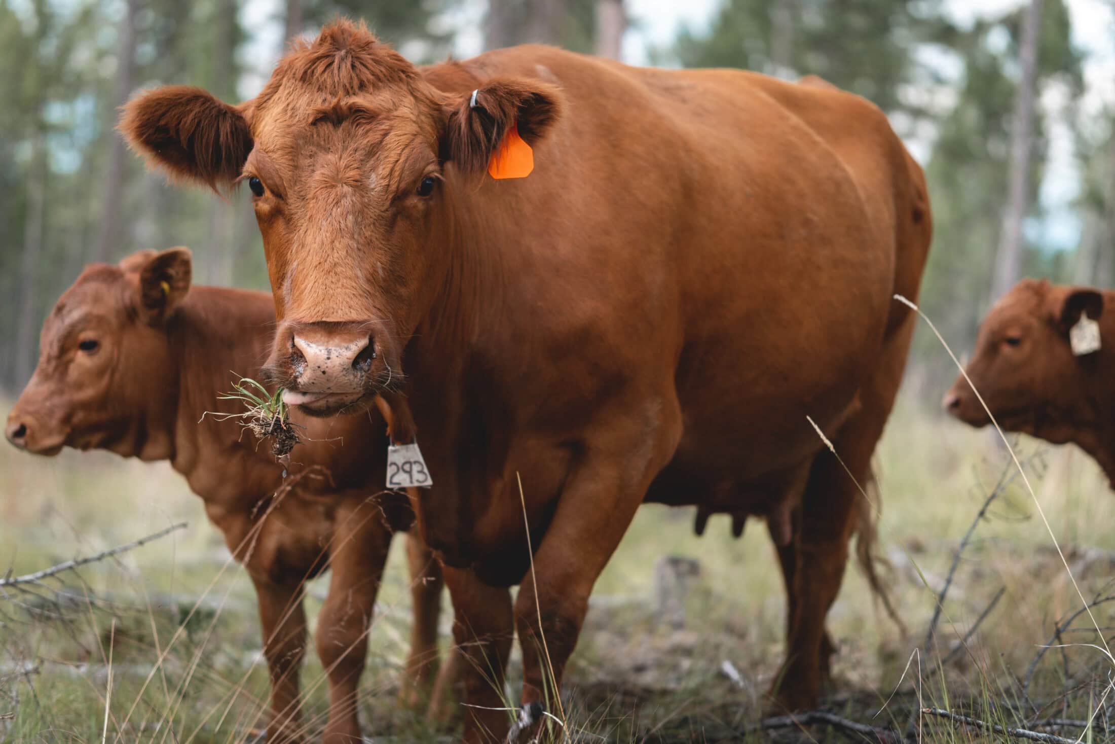 Grazing-BC-wildfires