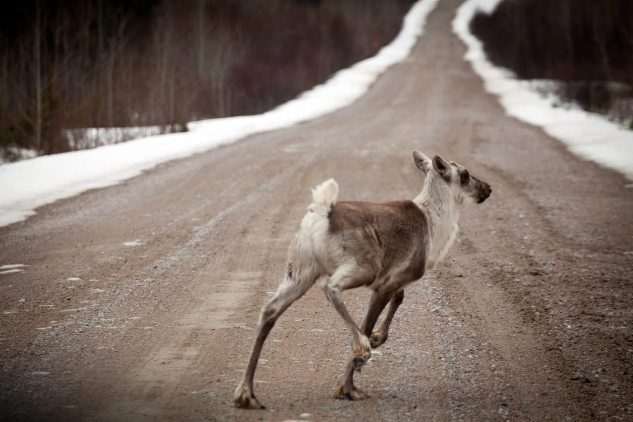 Greenpeace woodland caribou Broadback