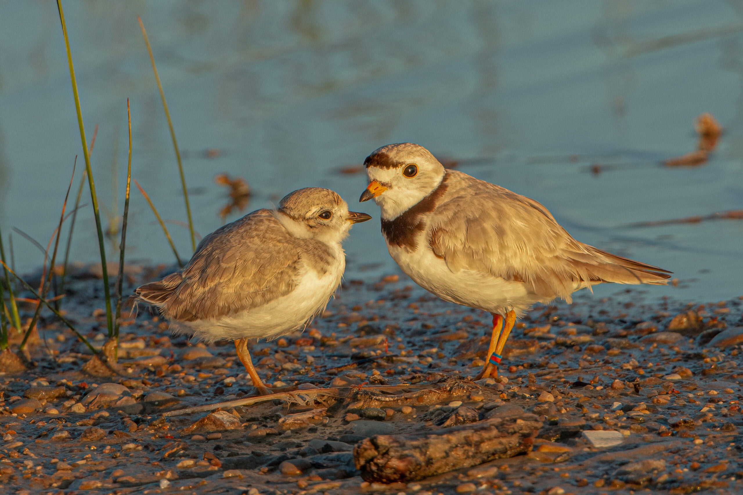 Ontario-SaubleBeach-Ploverfamily-Mertzger