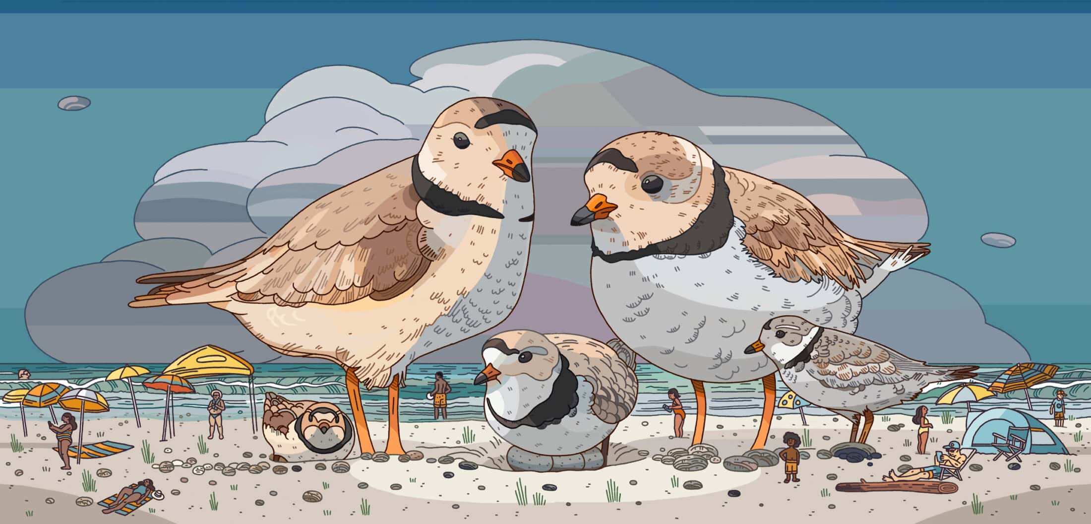 Plovers-Maynard-web