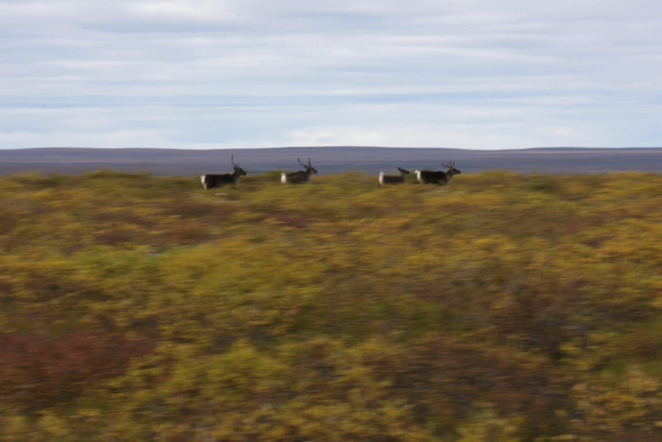 NWT-Barrenland-Caribou-Boots-on-the-Ground-Pat-Kane_PKP1434-scaled