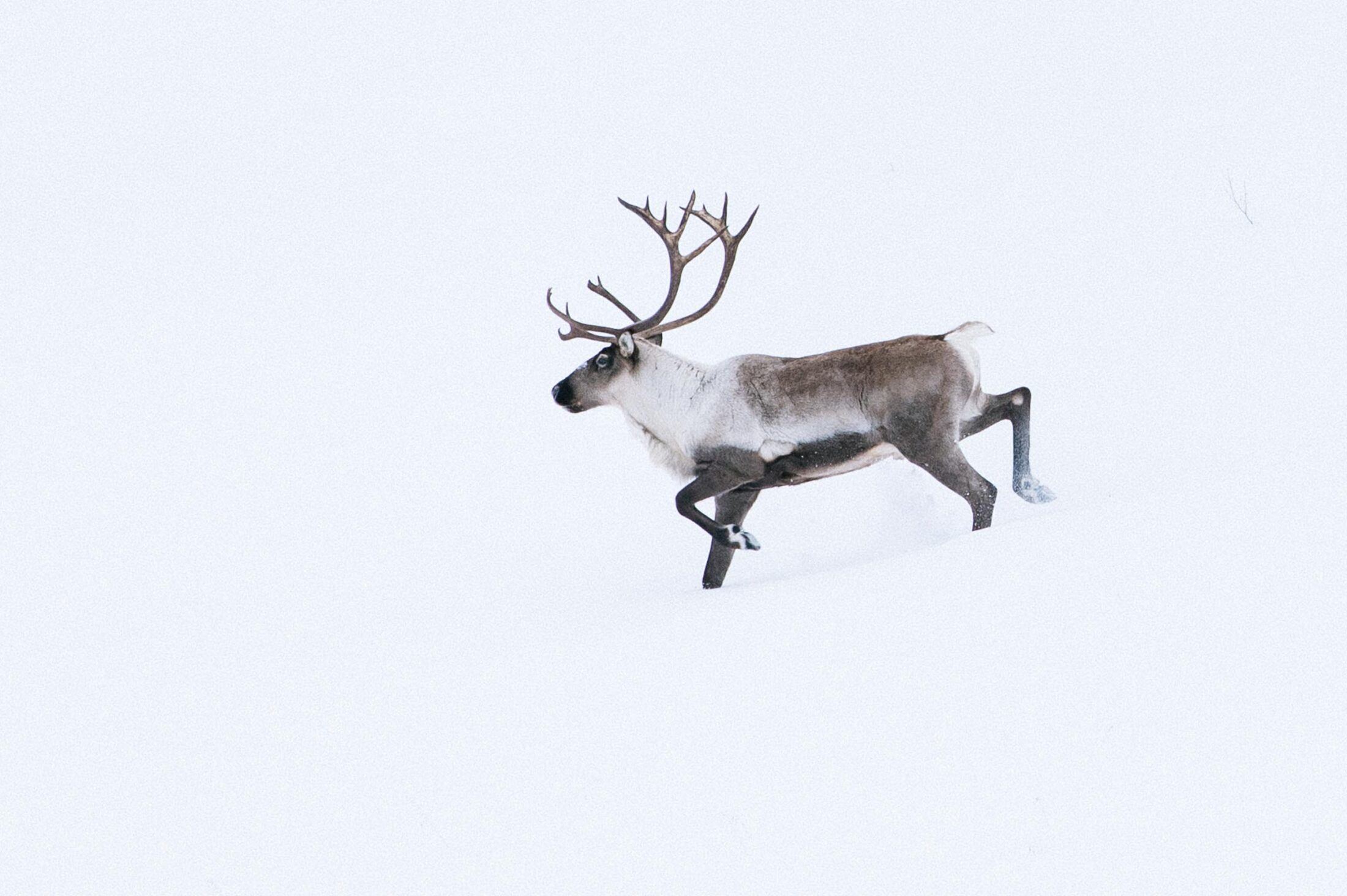 northern mountain caribou-Jeremy Koreski-2020