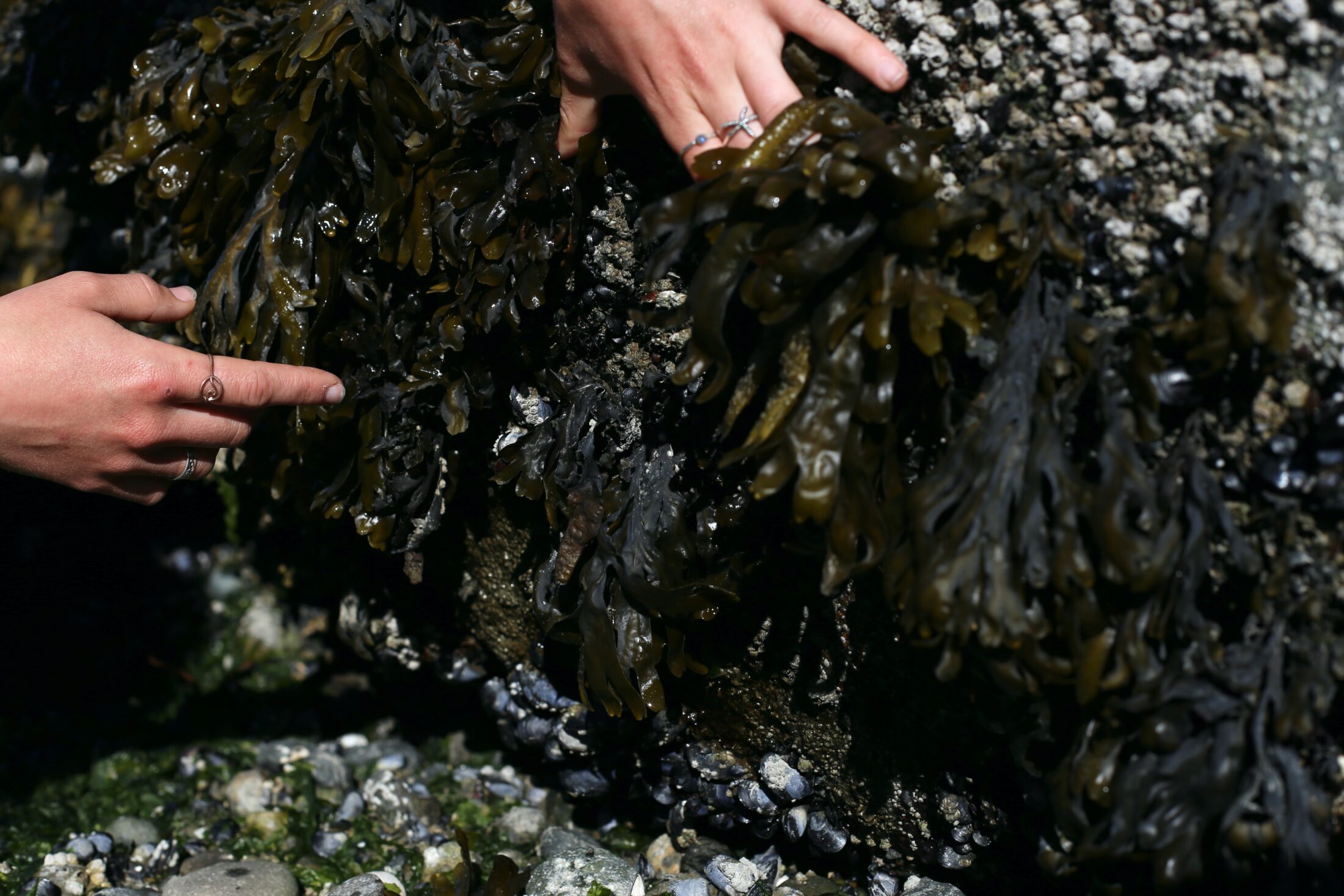 seaweed_kitsilano beach_June 2022