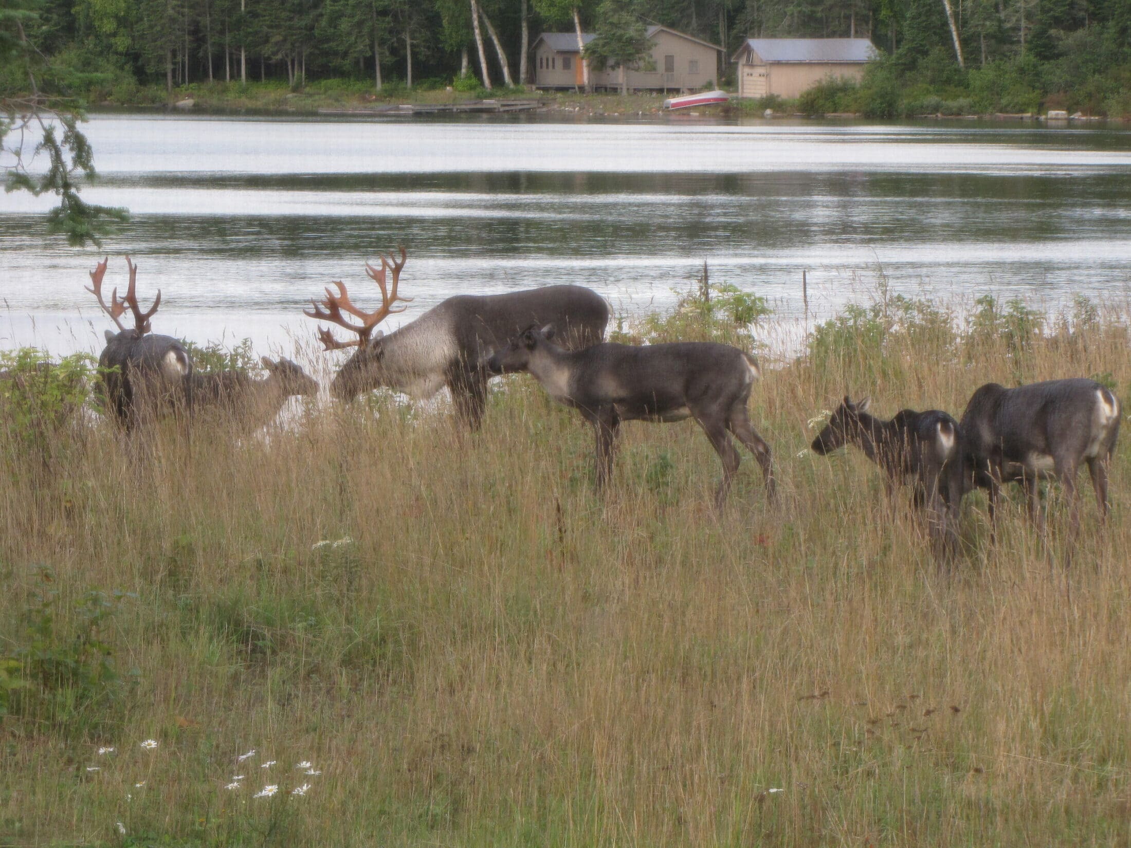 Ontario-michipicotenisland-caribou-camp