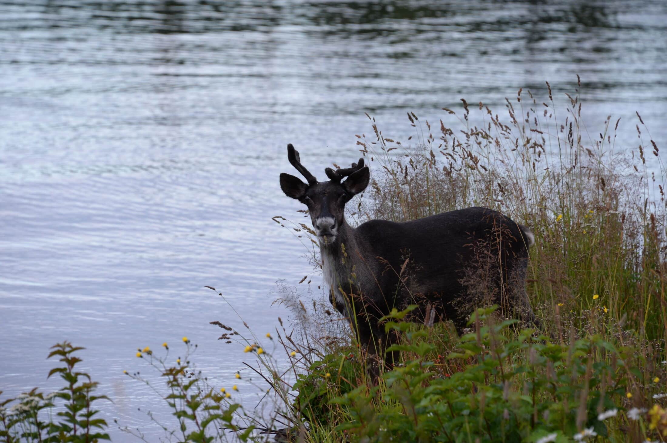 ontario-michipicoten-island-caribou