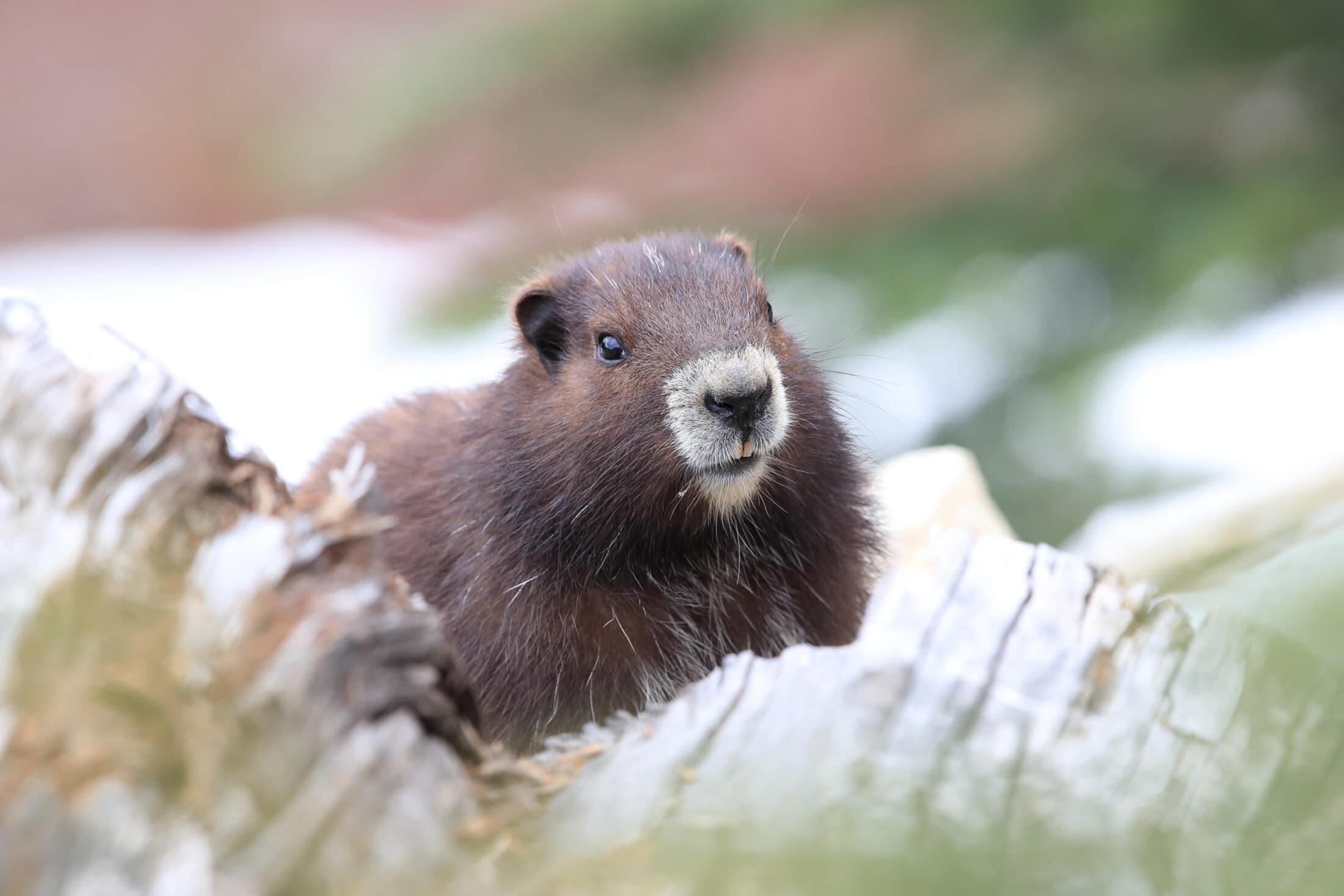 Vancouver-Island-Marmot-Frank Fichtmueller-Shutterstock