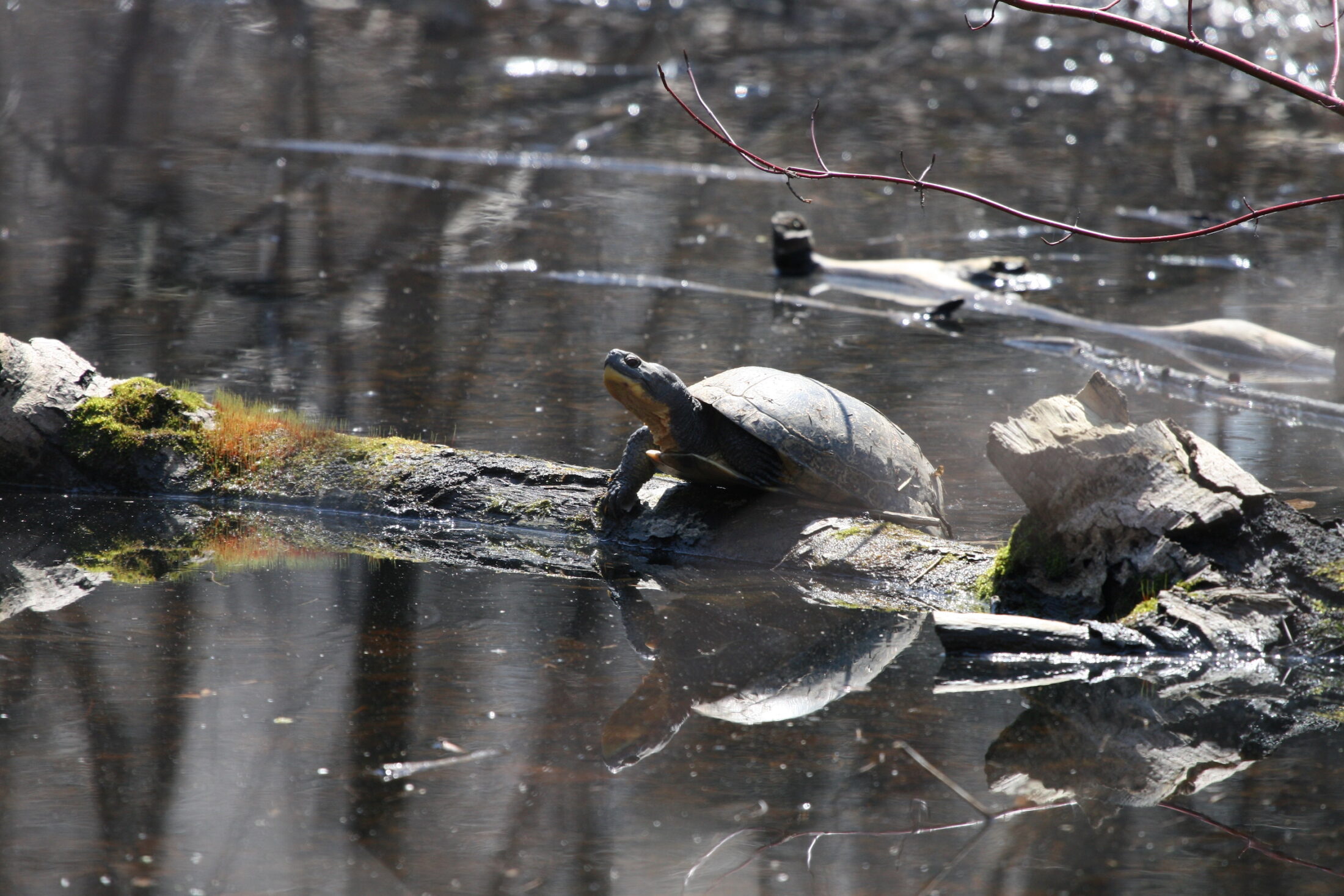 Ontario-BlandingsTurtle