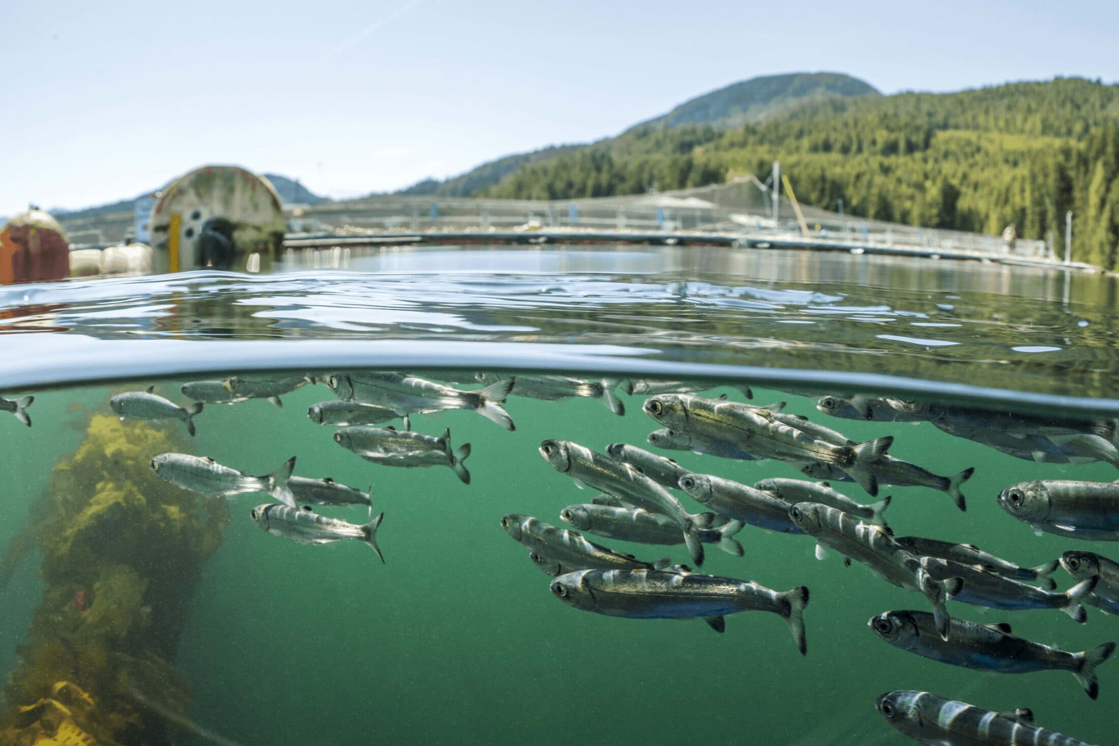 wild-salmon-smolts-at-fish-farm-credit-tavish-campbell-banner-image