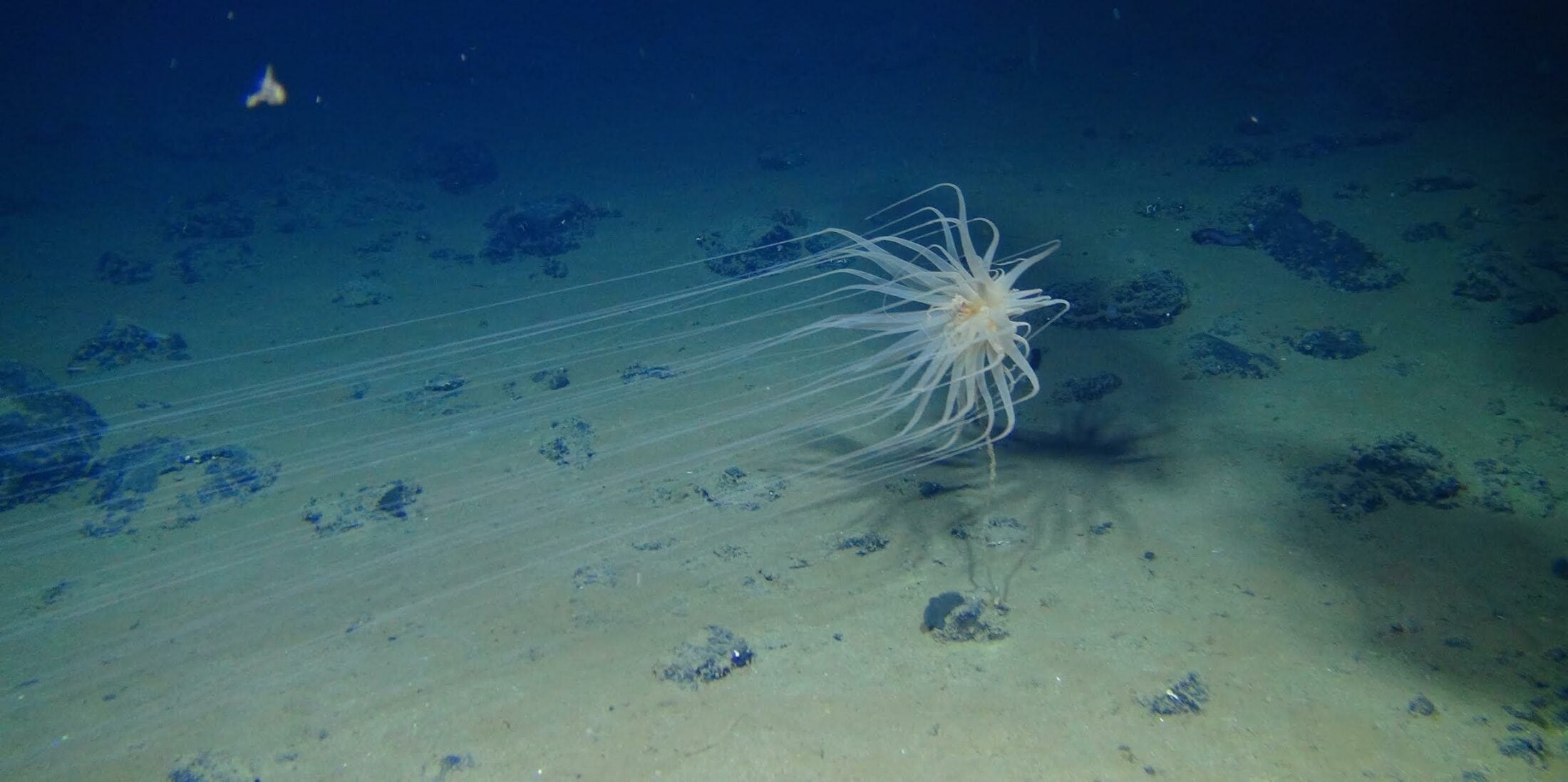 A cnidarian attached to a dead sponge stalk on a nodule. Credit- Amon and Smith, UHM