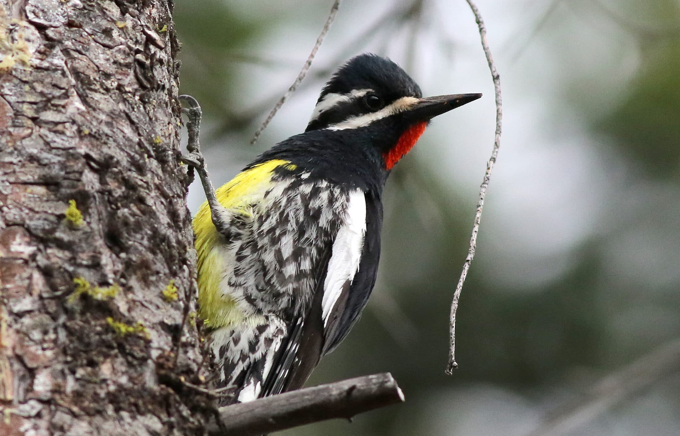 Male Williamson's Sapsucker