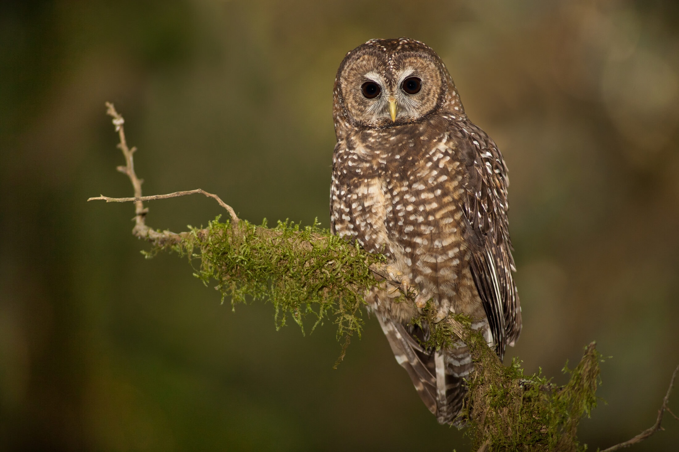 Northern Spotted Owl, Strix occidentalis caurina, Southern BC, Canada