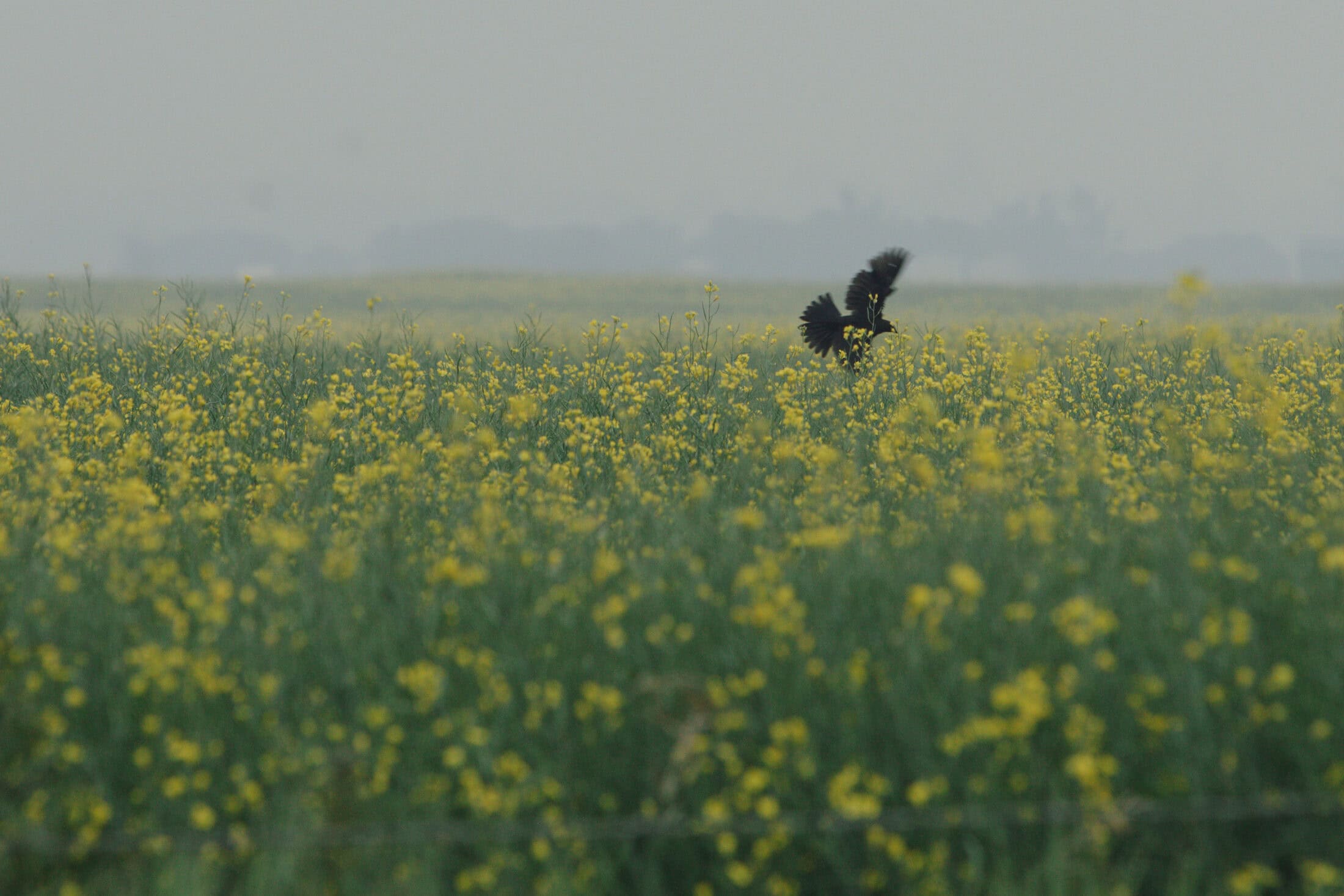 PRAIRIES-farmland-canola-crow-Amber-Bracken-The-Narwhal