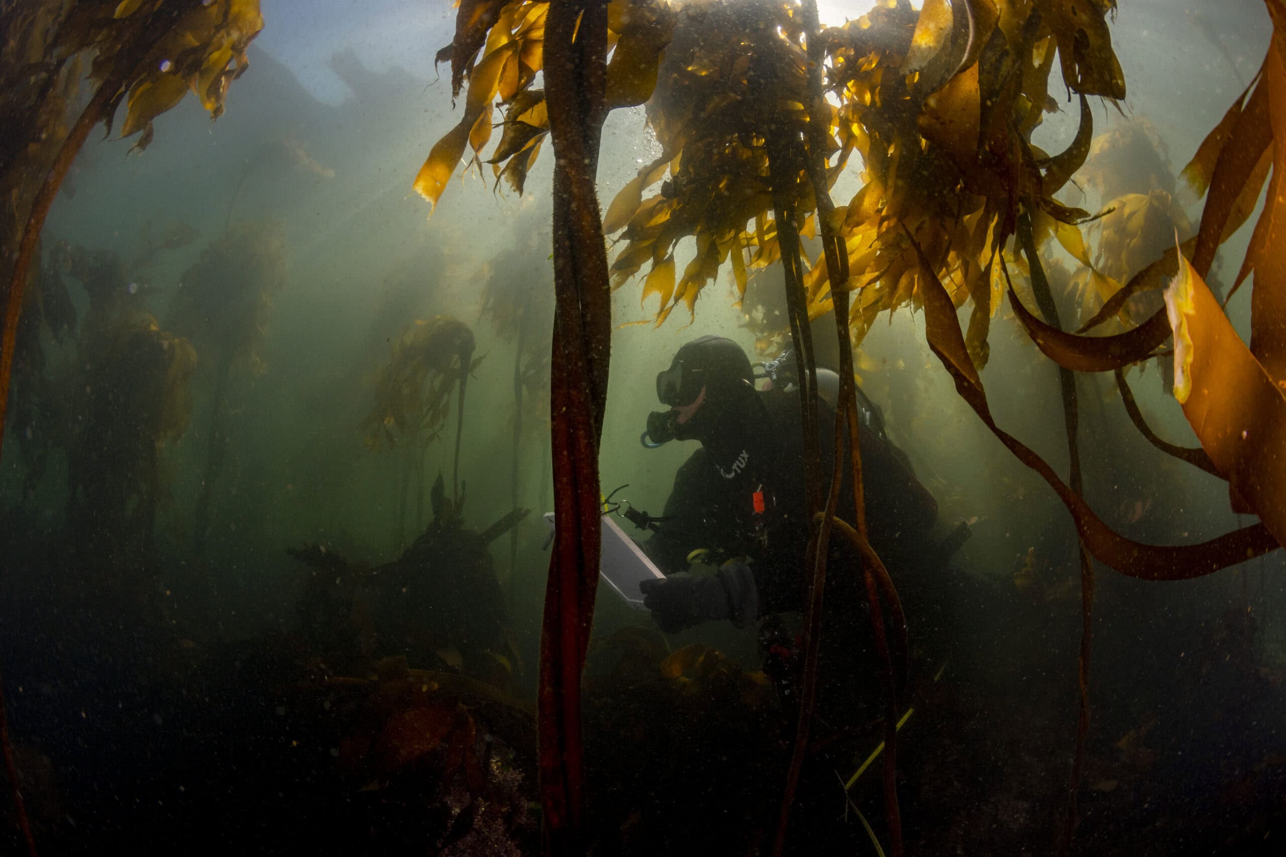 Shane-Gross-Bamfield-kelp-TheNarwhal_6846