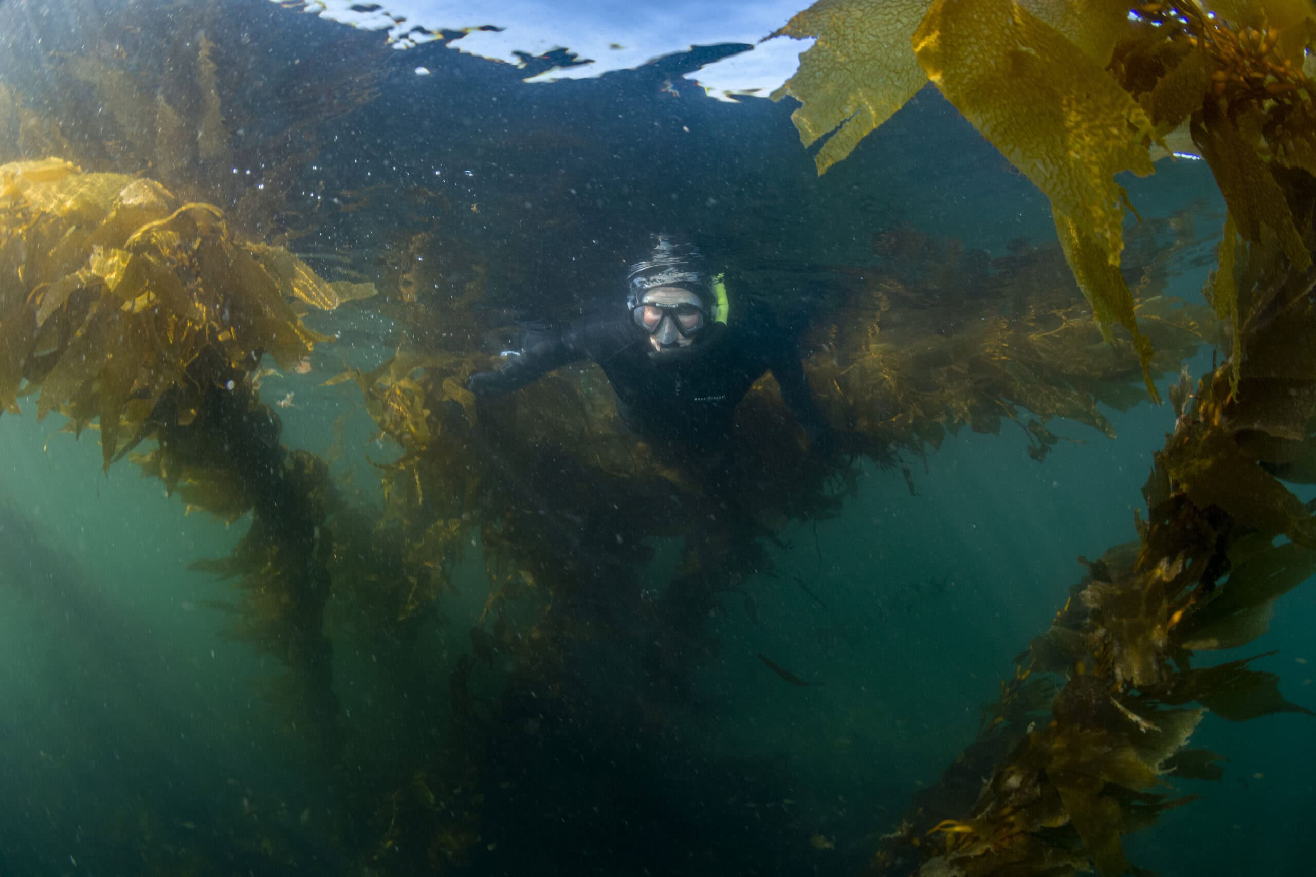 Shane-Gross-Bamfield-kelp-TheNarwhal_7390