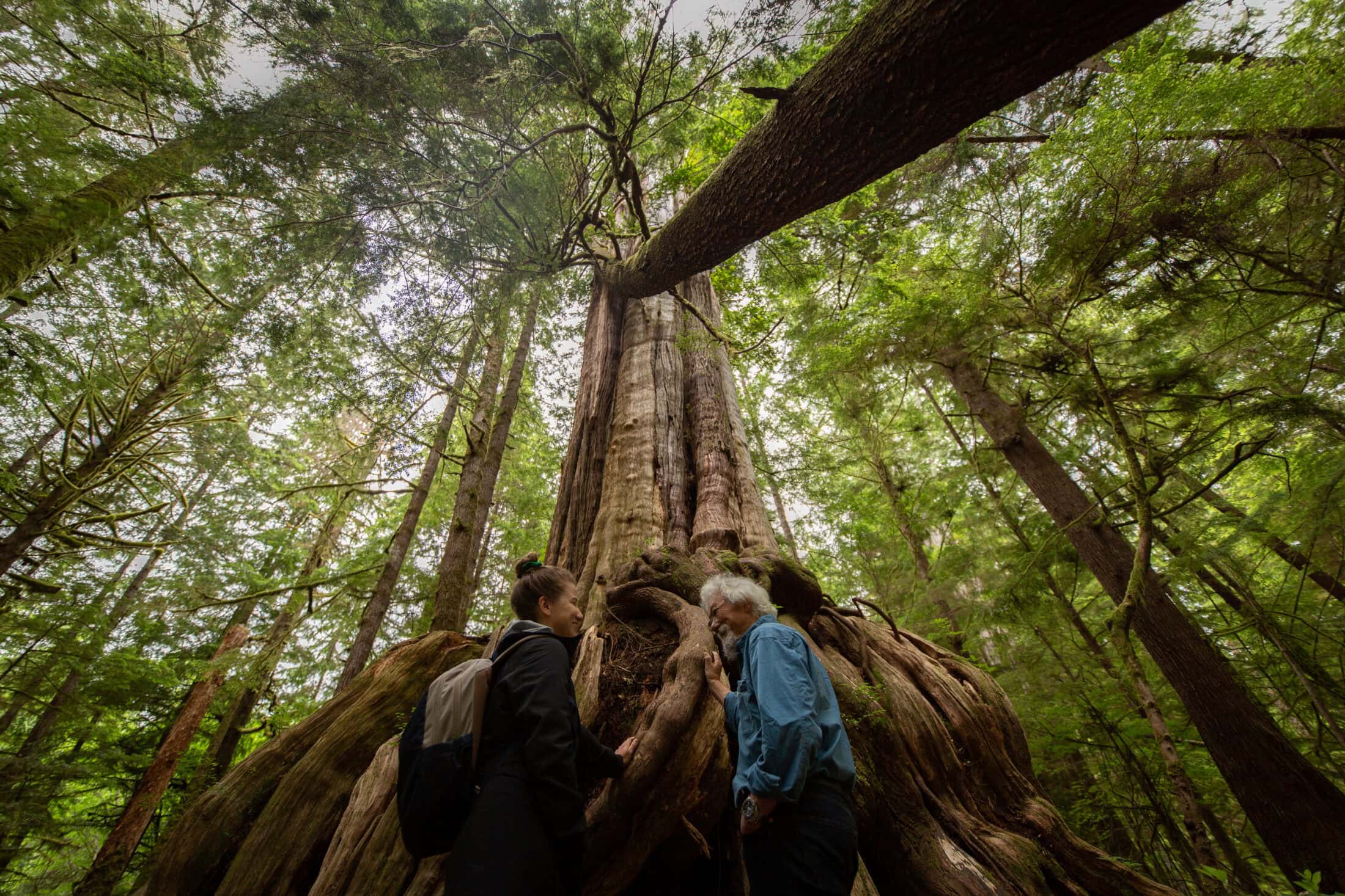 Stephanie Wood David Suzuki old growth 1