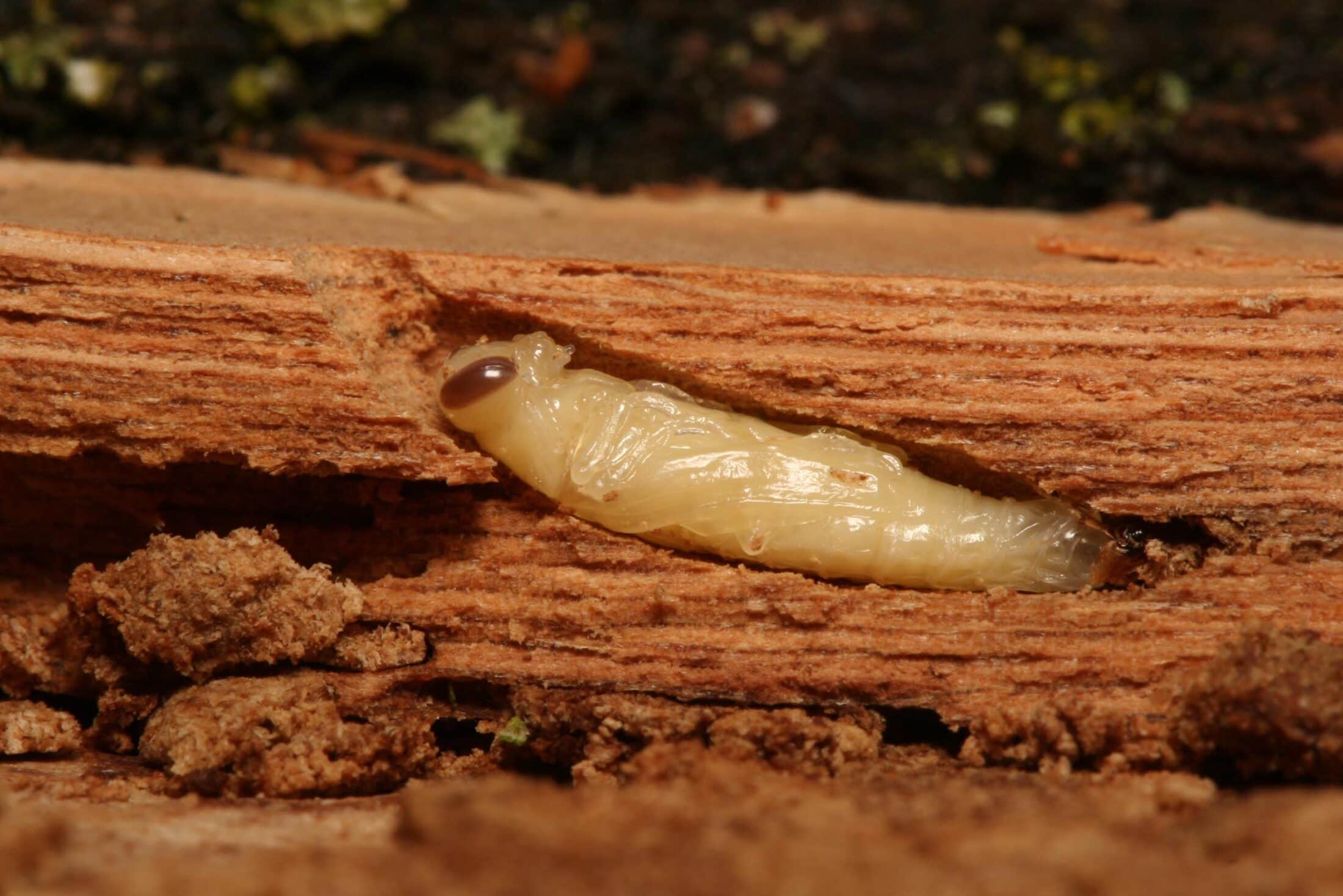 ON-invasive-Emerald Ash Borer 1-NRCAN.