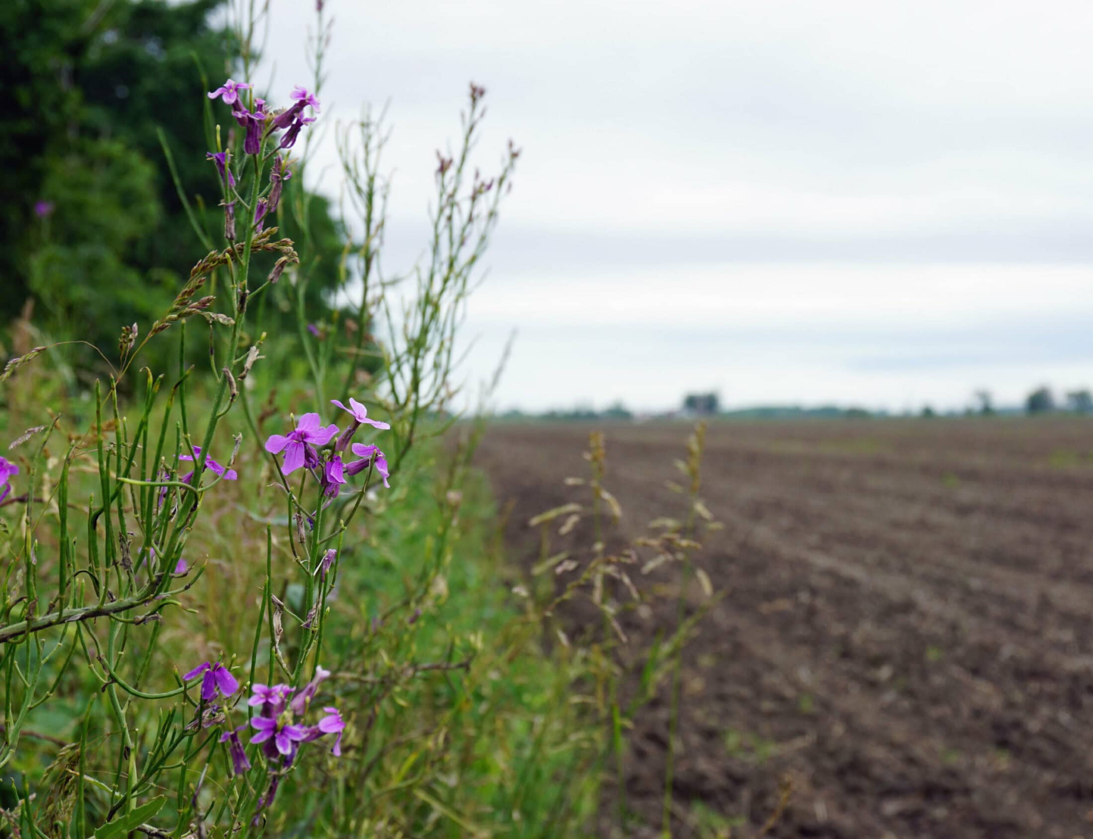 ONT-OpEd-Farms-Author