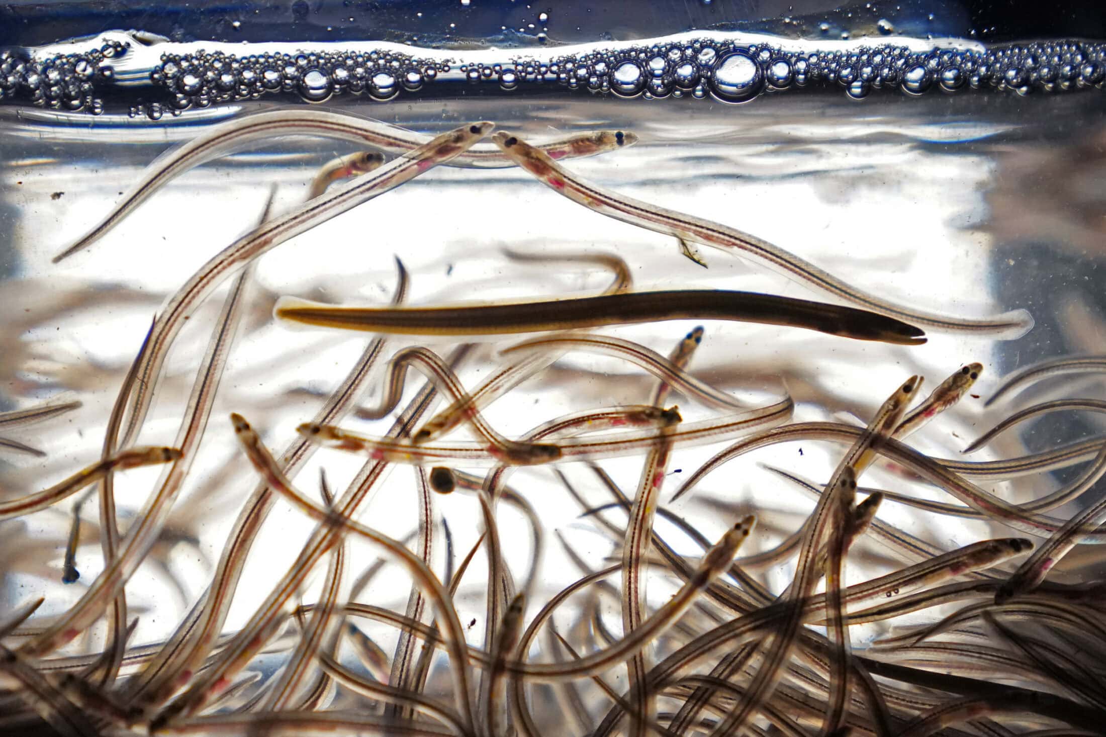 Elver-Fishery-Charges 20230414