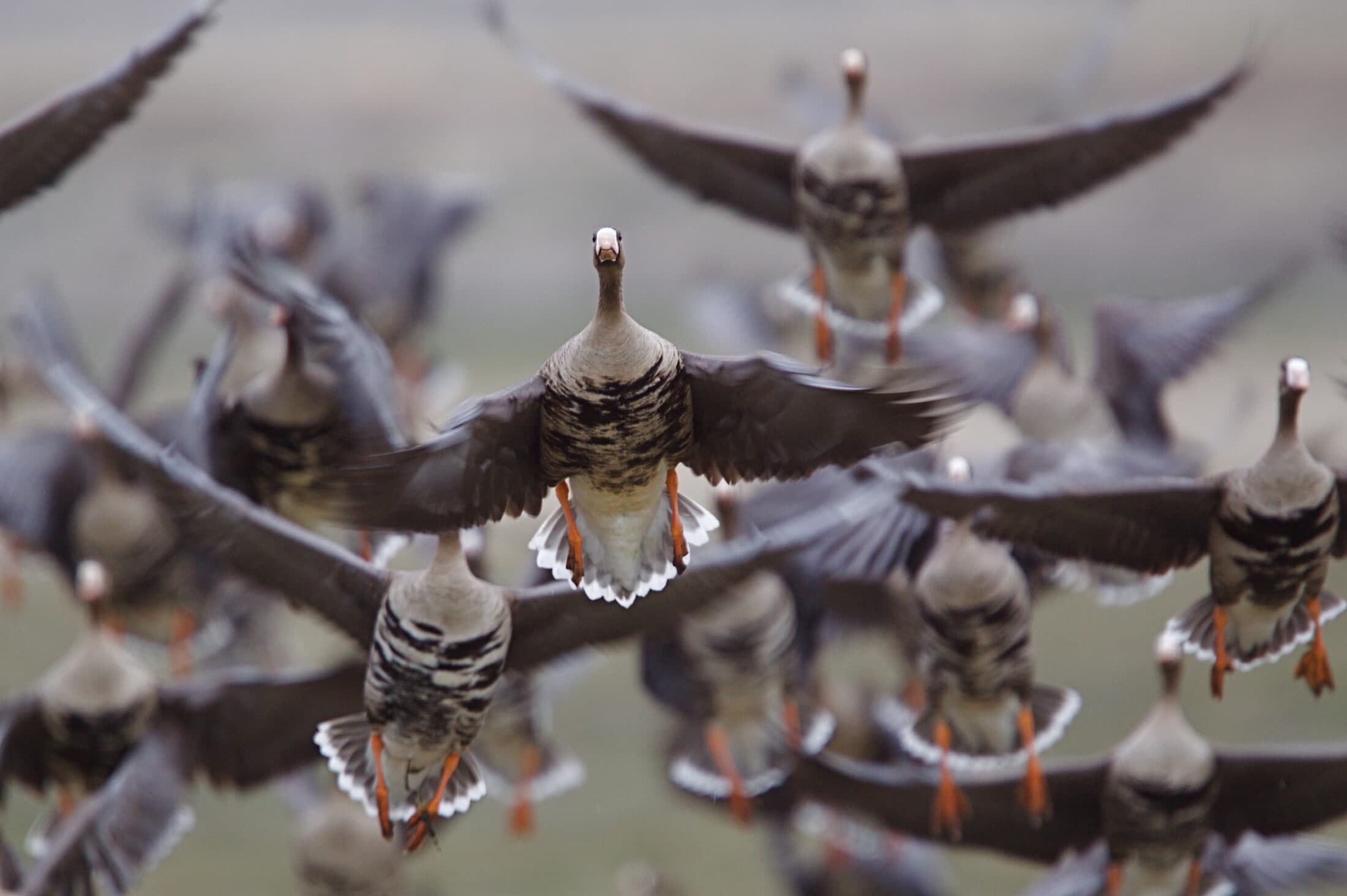 Greater,White-fronted,Geese,In,Flight,,Taking,Off,On,The,Flush;