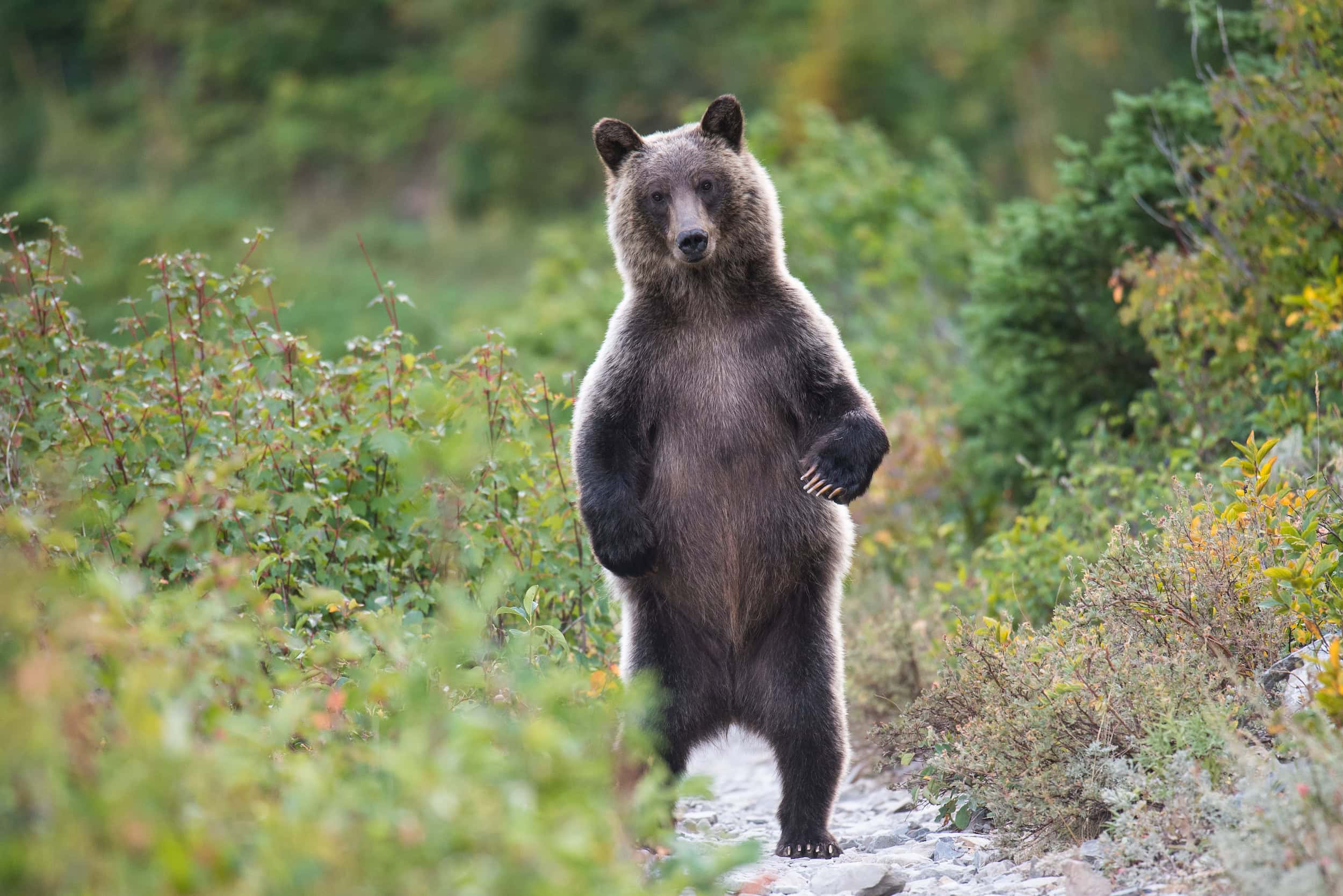 PRAIRIES-ALTA-Waterton-grizzly-bear2_Ryan-Peruniak