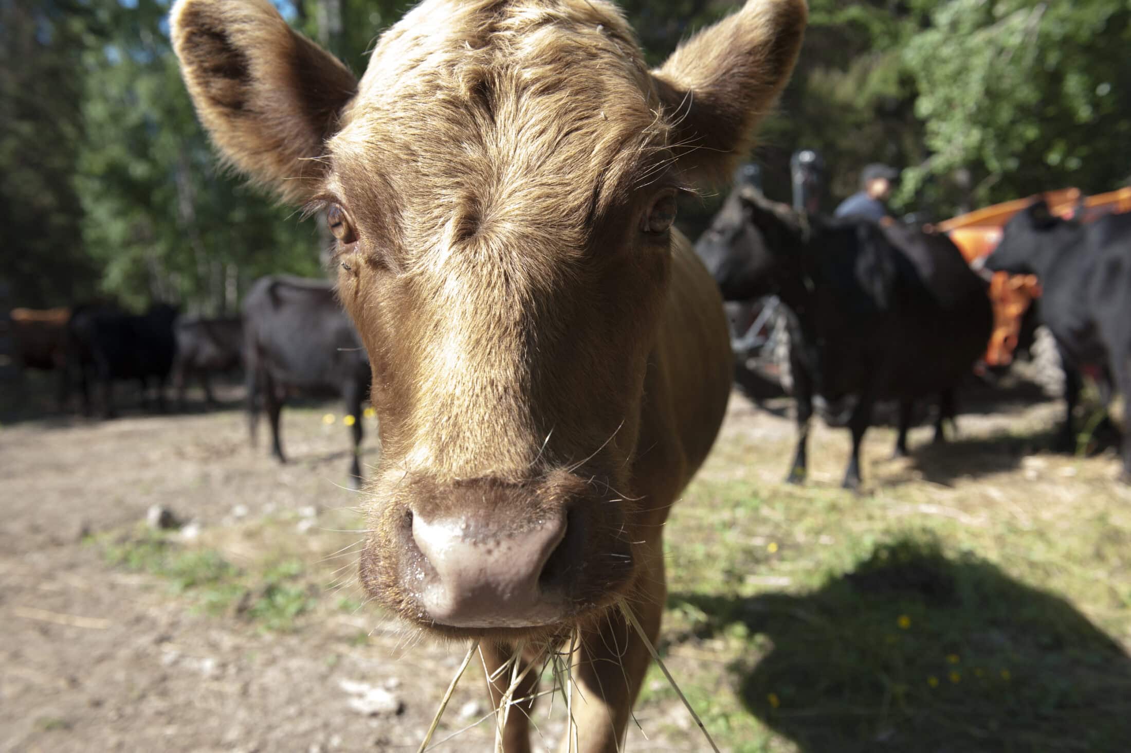 Cow farm emissions